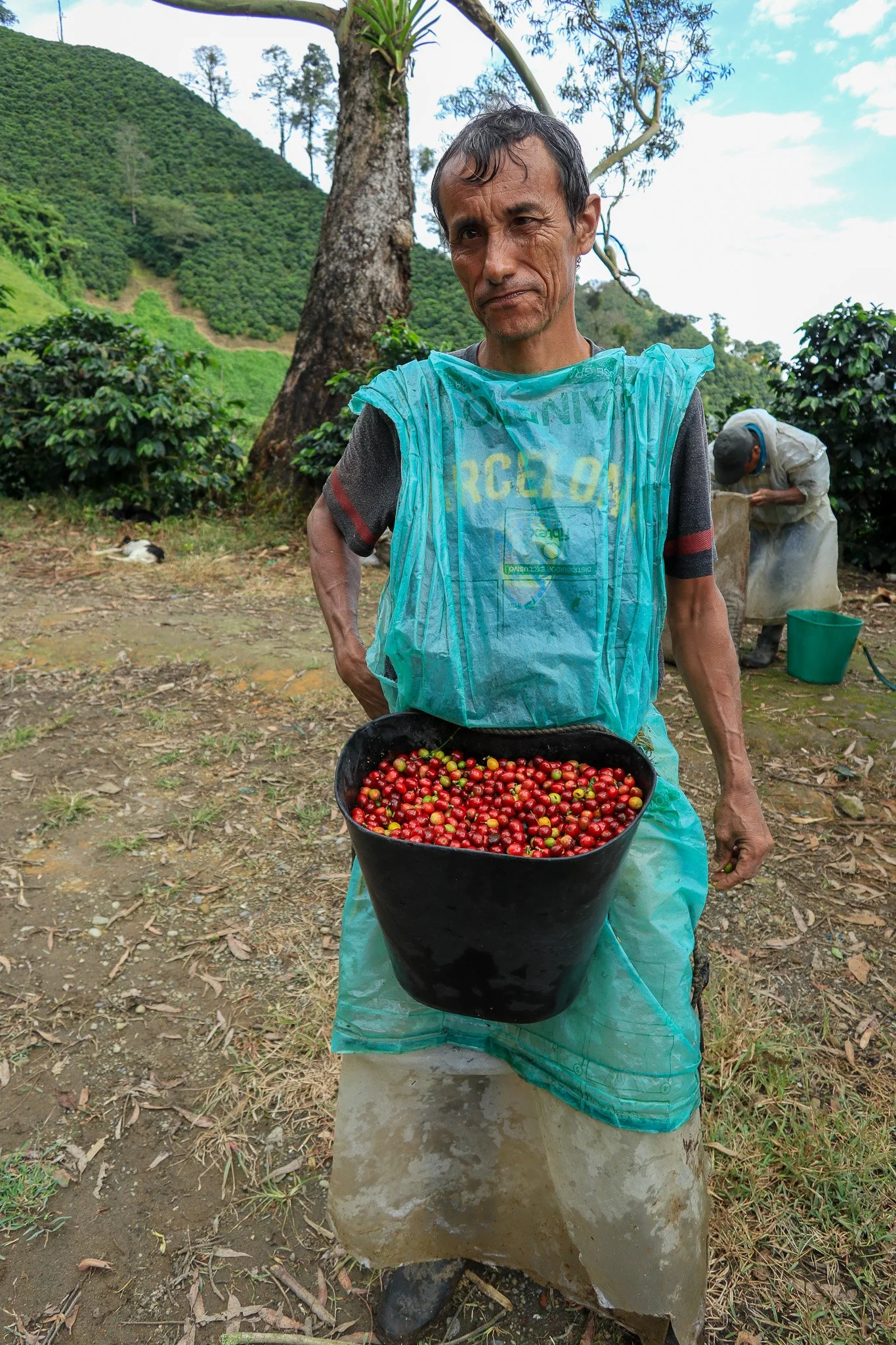 A man holding a black bucket filled with red berries outside in a lush, hilly area with trees, with another person in the background harvesting berries.
