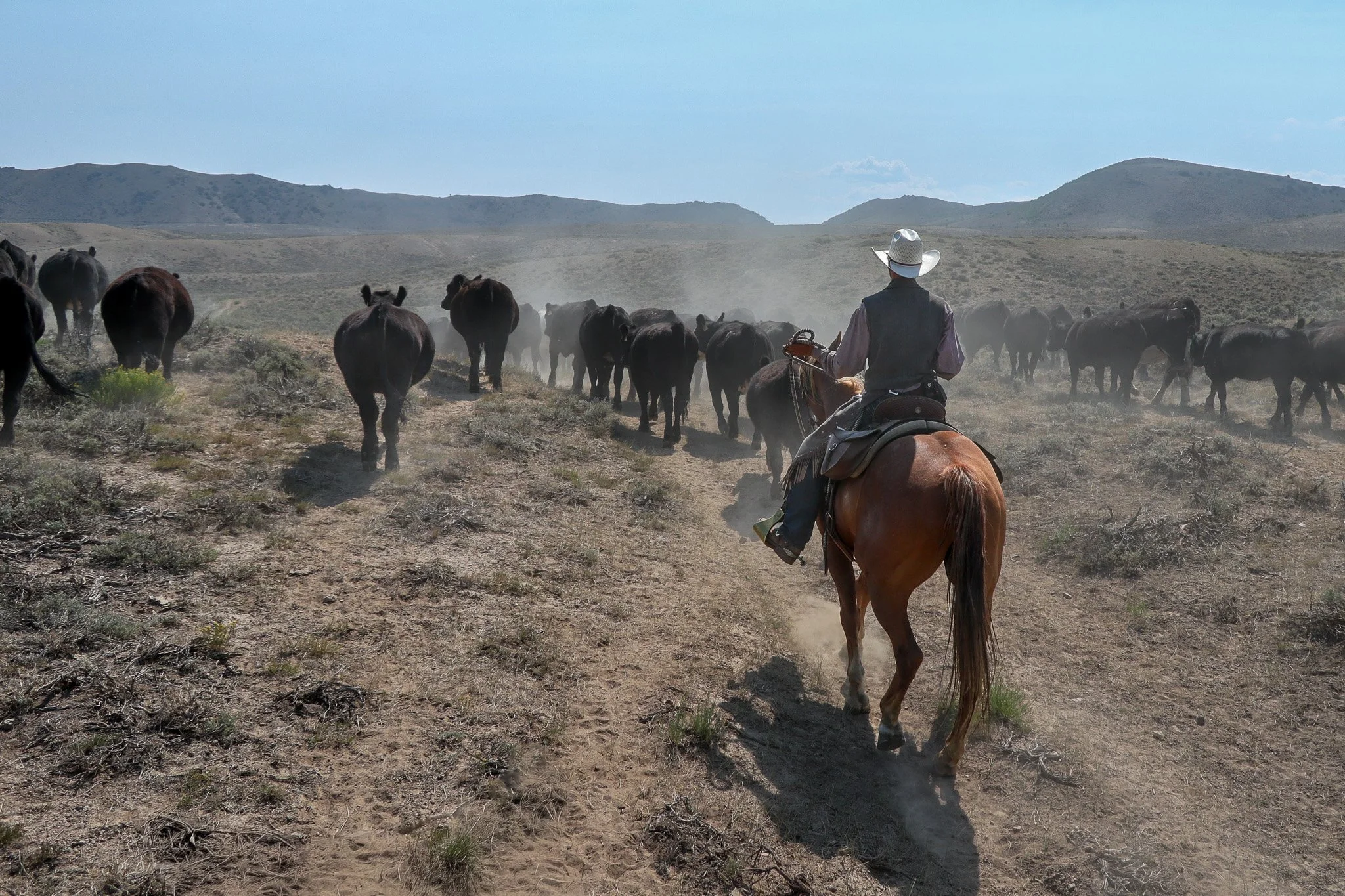 A cowboy riding a horse through a desert landscape, herding cattle with dry, dusty terrain and rugged hills in the background.