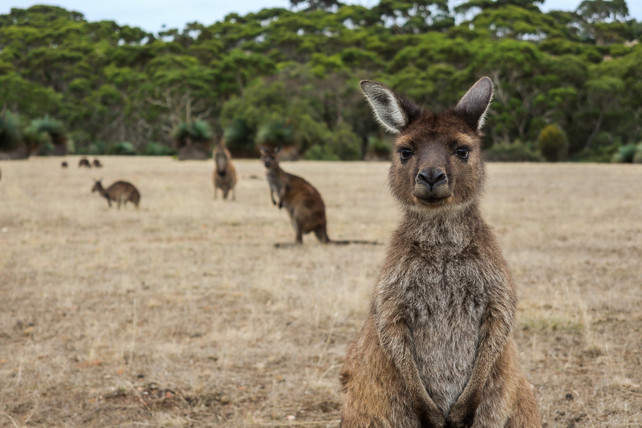 Close-up of a young kangaroo standing in a grassy field with more kangaroos in the background and green trees in the distance.
