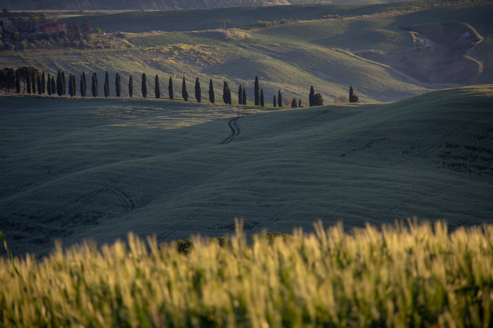Rolling green hills with a line of tall, dark cypress trees in the distance, and fields of wheat or tall grass in the foreground, under a soft, clear sky.