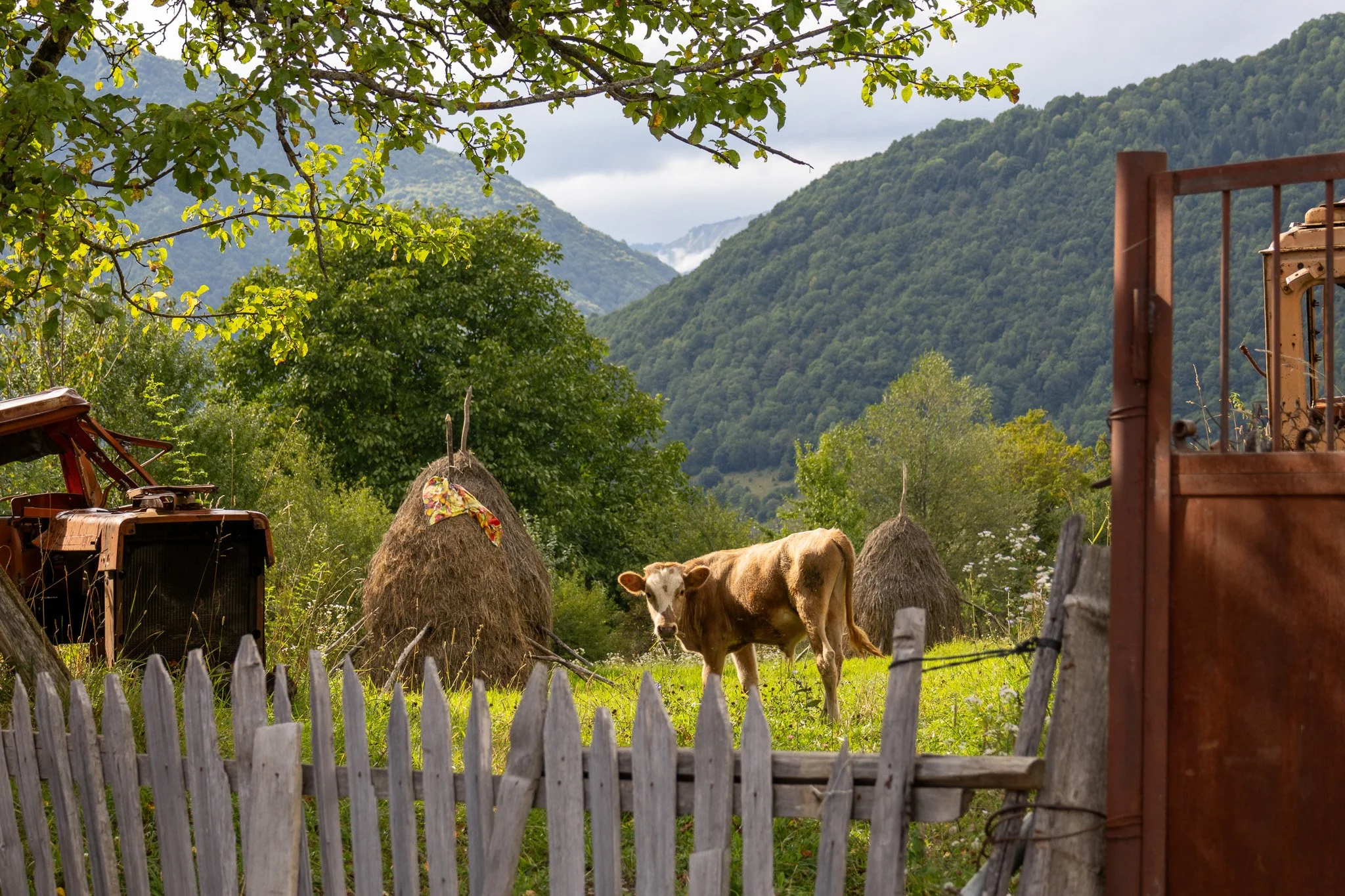 Cow standing in a green pasture with haystacks, trees, mountains in the background, wooden fence in the foreground, and a rusty gate to the right.