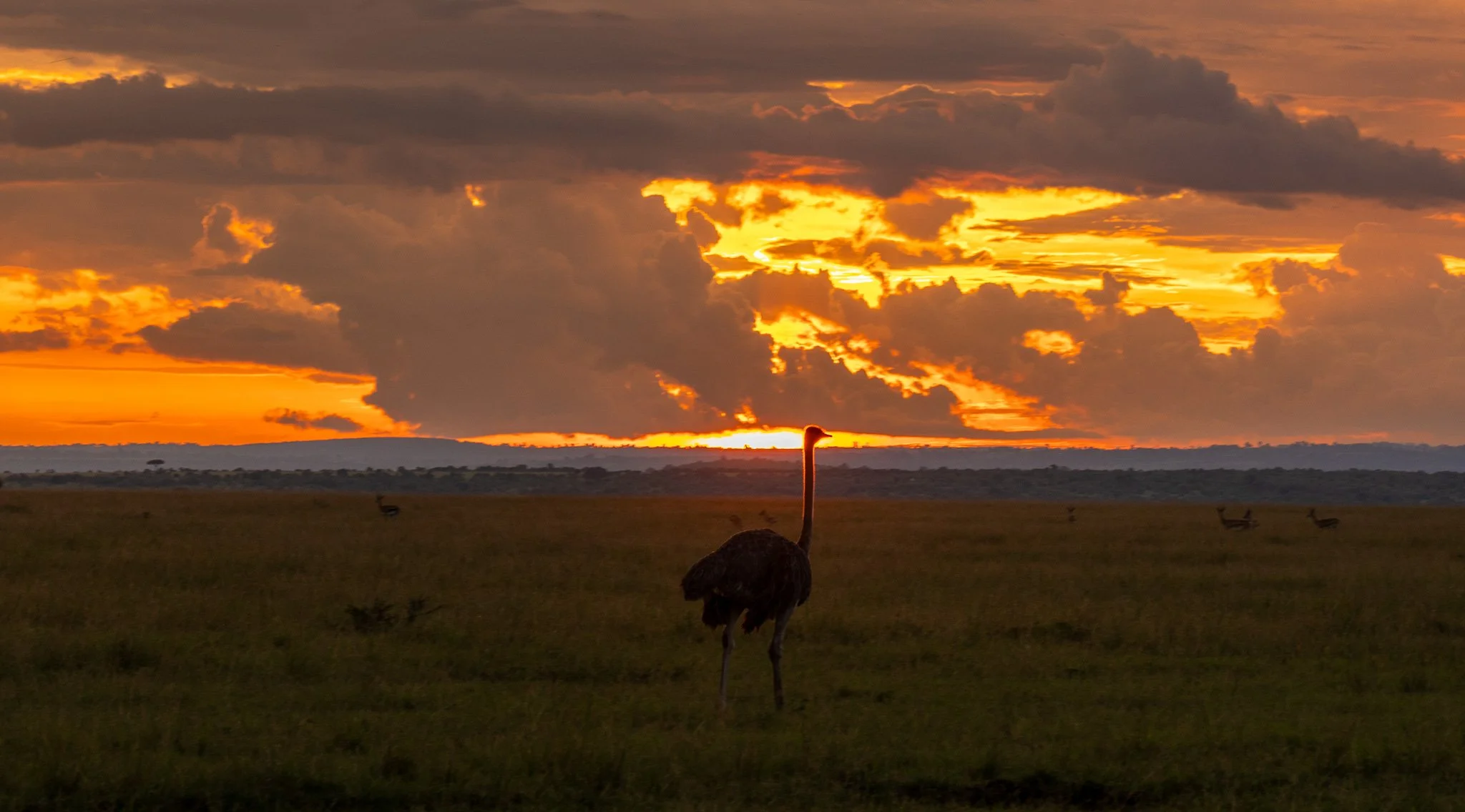 A lone ostrich standing on a grassy plain during a vibrant sunset, with dramatic clouds in the sky and distant smaller birds across the landscape.