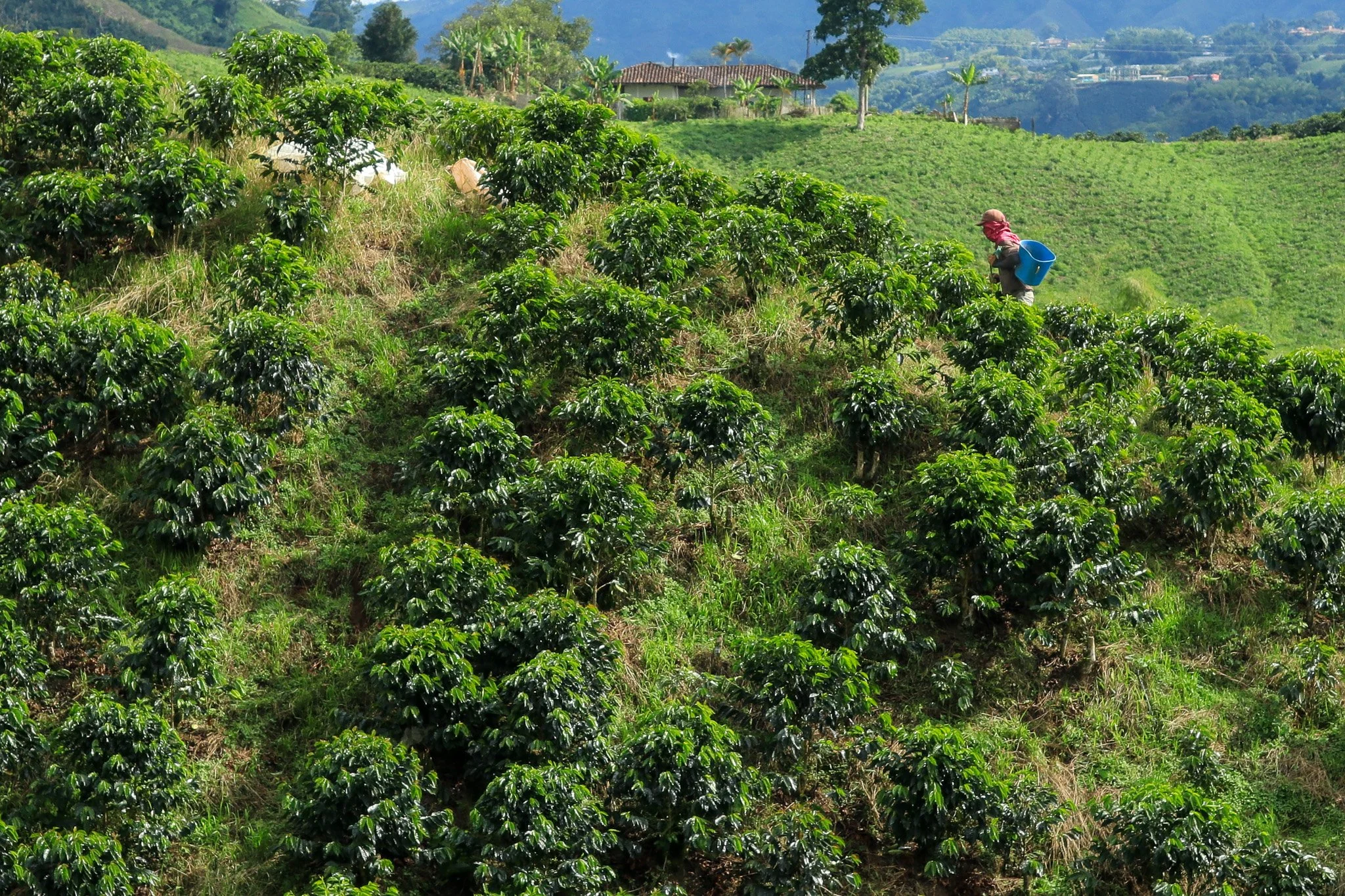 A person working in a lush green coffee plantation on a hillside, with a blue sky and trees in the background.
