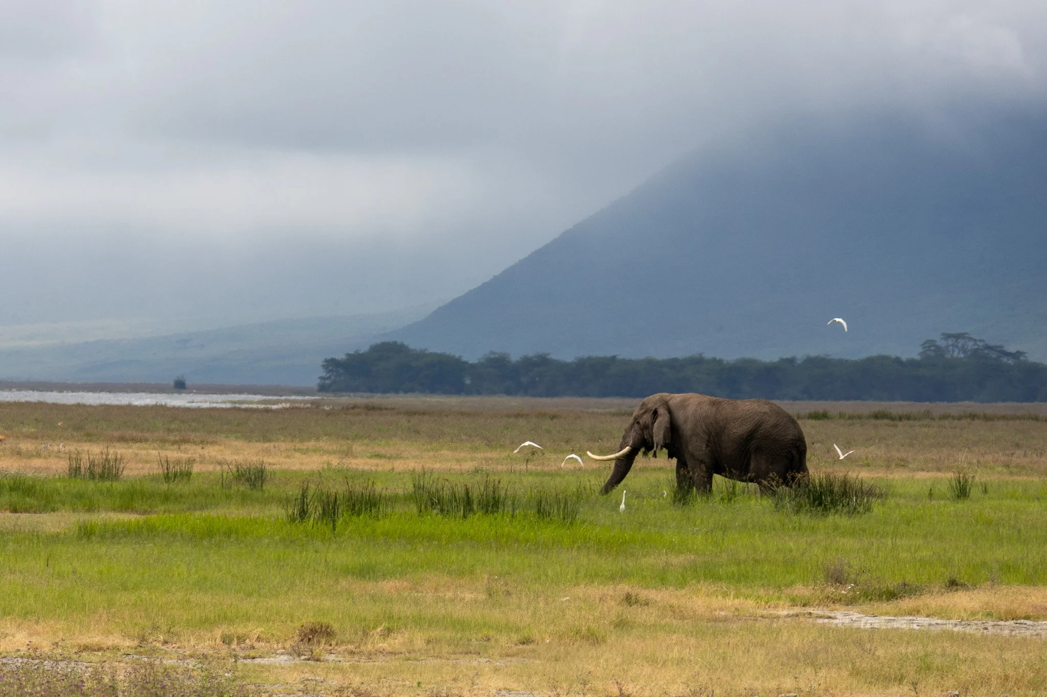 An elephant standing in a grassy plain with a mountain in the background, some birds flying around.