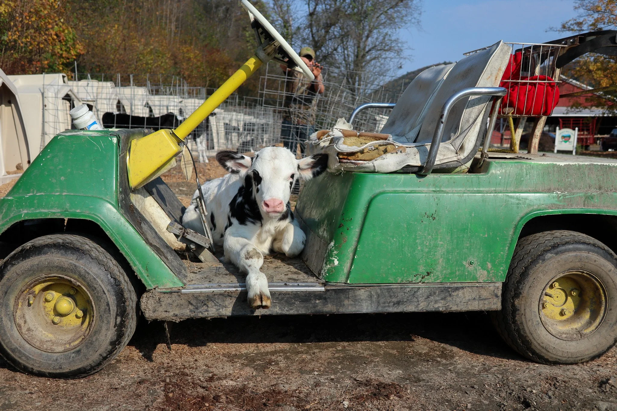 A black and white calf resting on the floor of a weathered green utility vehicle with a seat on top. The vehicle is parked outdoors, with a person in the background taking photos and farm structures visible.