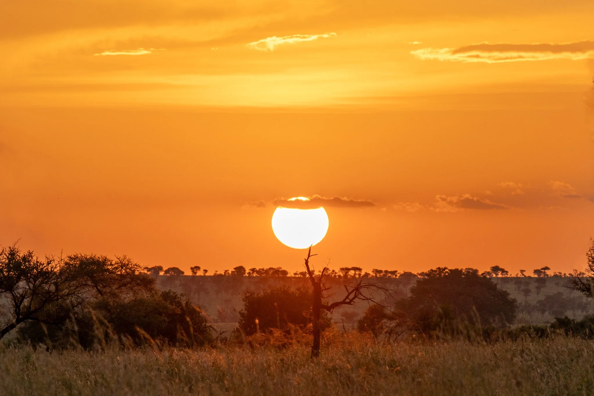 A sunset over a savannah with a partially obscured sun near the horizon, trees in the foreground and a warm orange sky with a few scattered clouds.