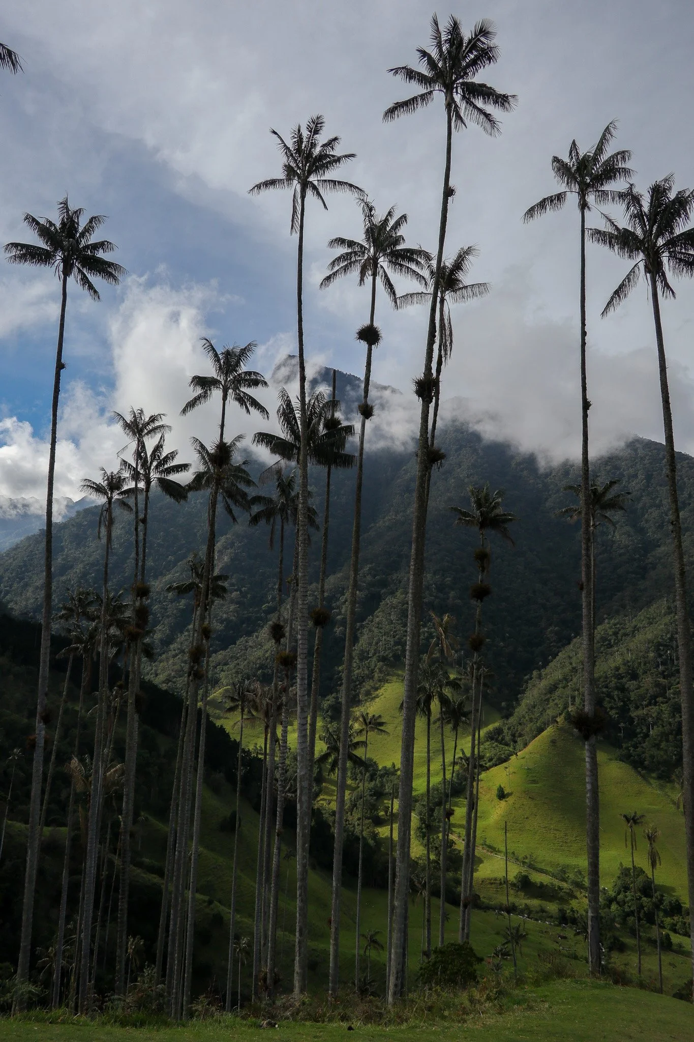 Tall palm trees in a mountainous landscape with lush green hills and cloudy sky.