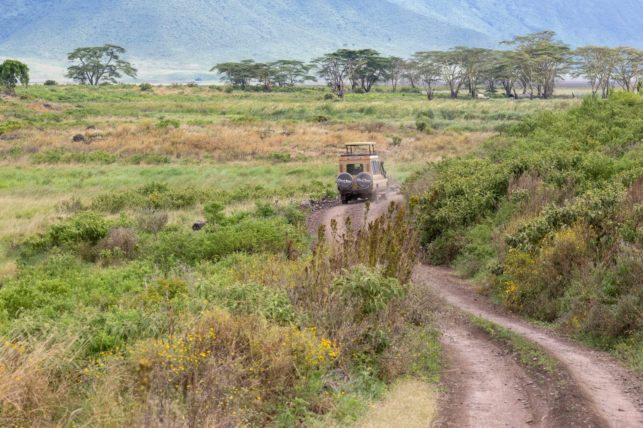A safari vehicle driving along a dirt trail through a green, open landscape with scattered bushes and tall trees, under a cloudy sky.
