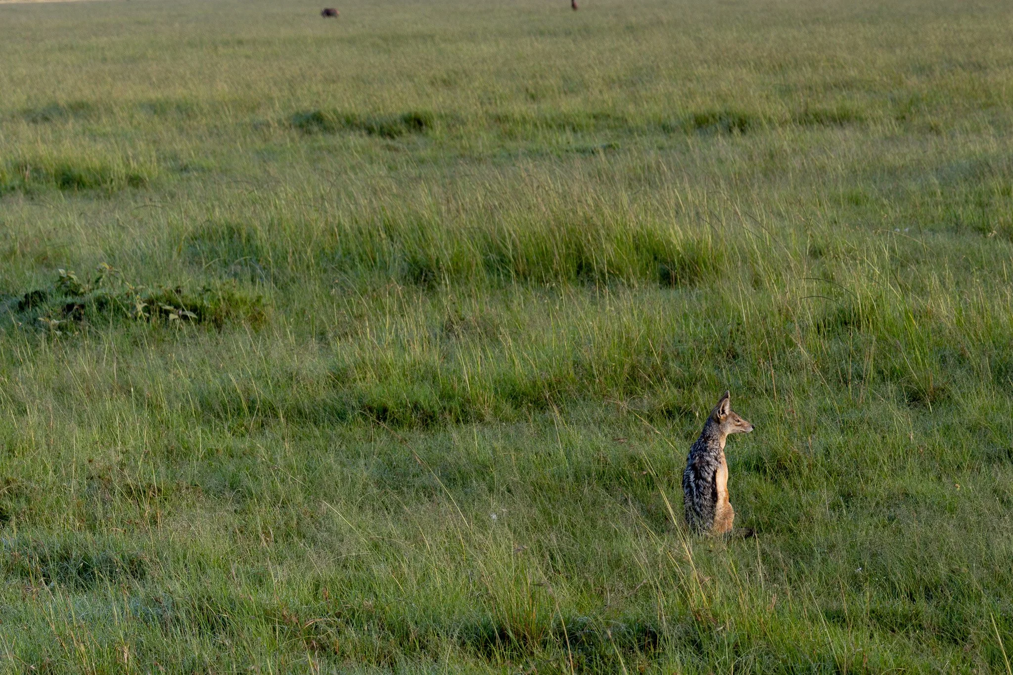 A coyote sitting in a grassy field, facing to the right, with tall green grass surrounding it.