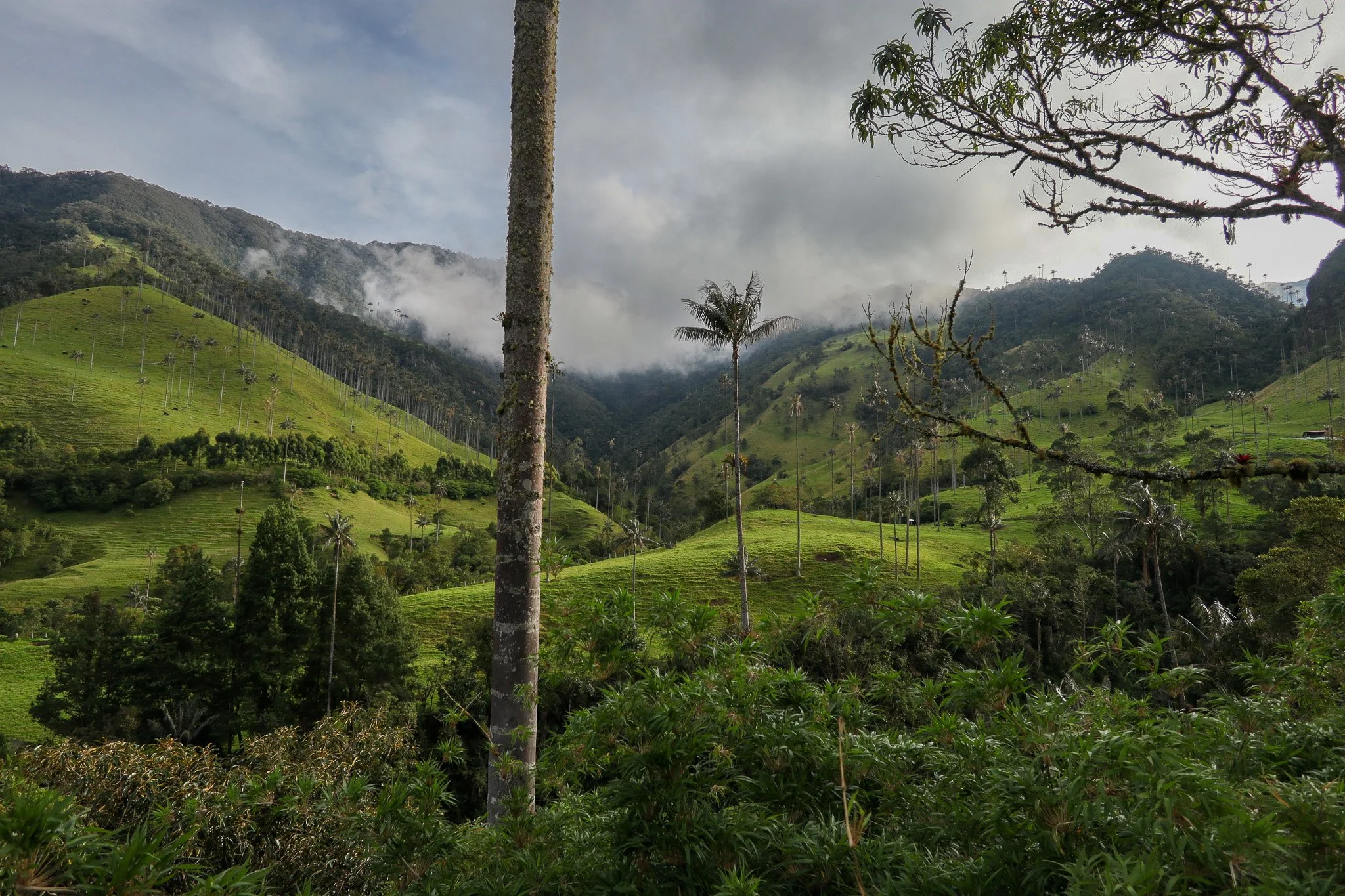 Green hilly landscape with scattered trees and misty mountains in the background under a cloudy sky.