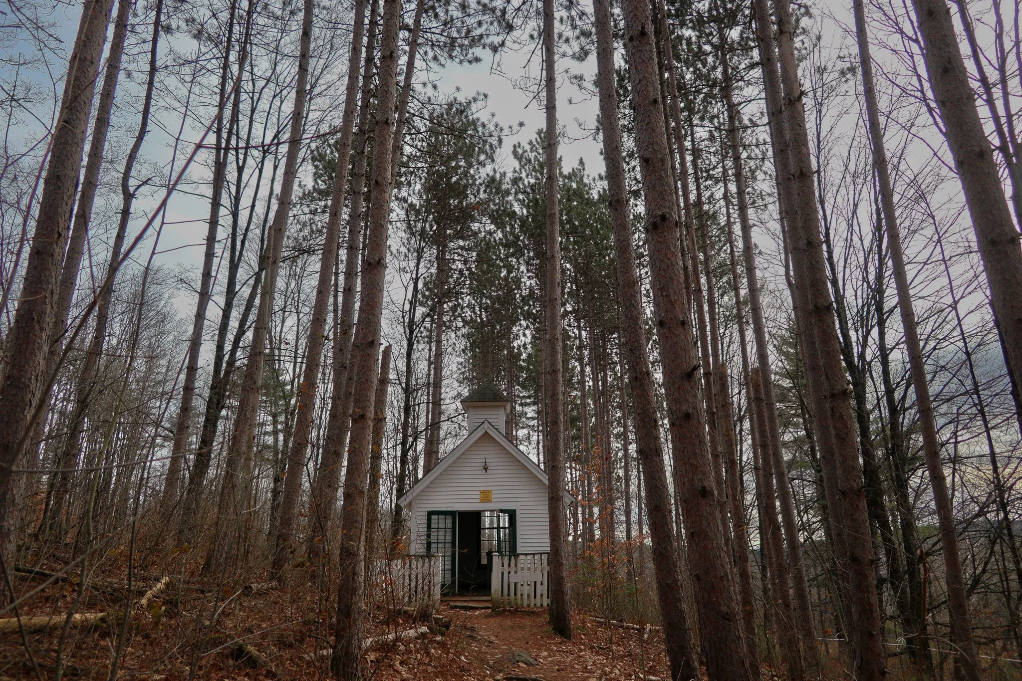 A small white church with a steeple, set in a forest with tall, leafless trees.