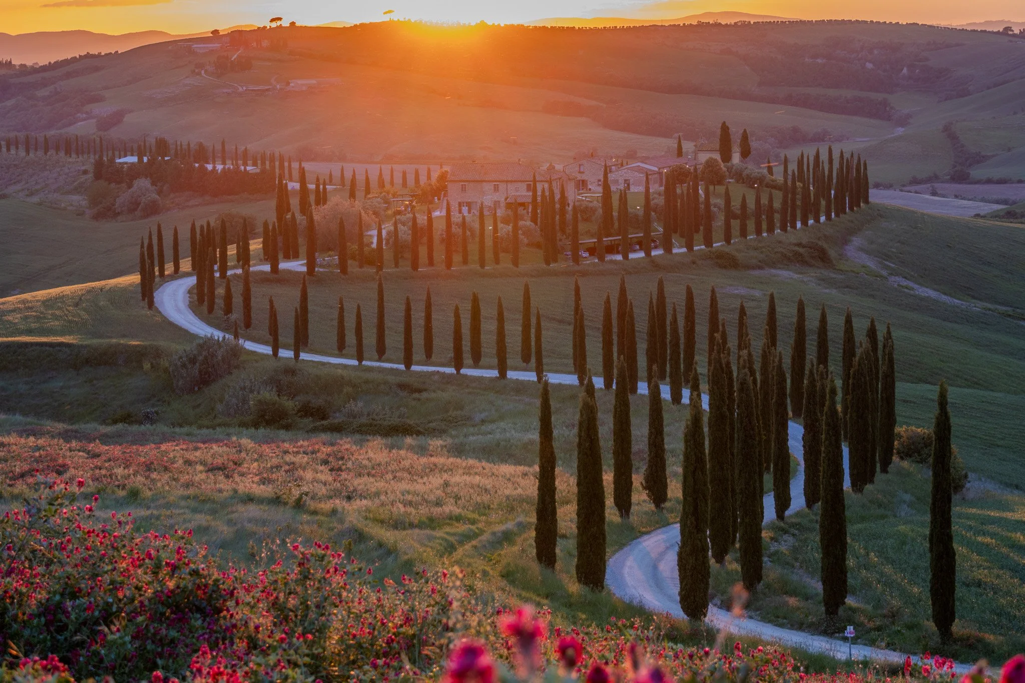 A scenic view of rolling hills at sunset, with a winding dirt road lined by tall cypress trees and a house in the distance.