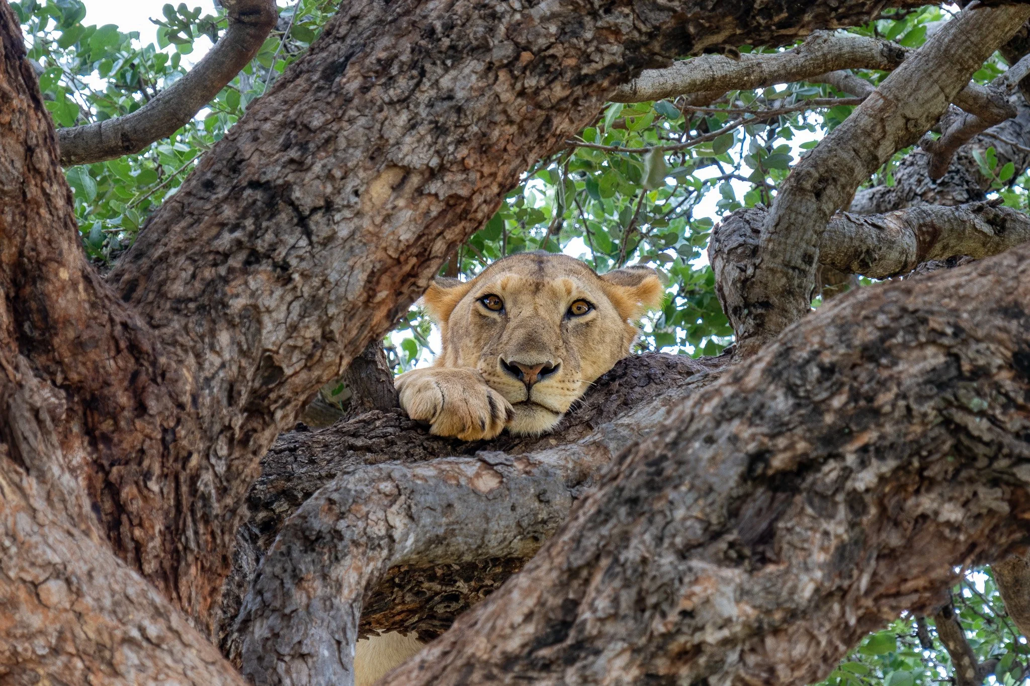 A lioness resting on a tree branch, gazing down with her paw hanging over the edge, surrounded by green leaves and thick tree limbs.