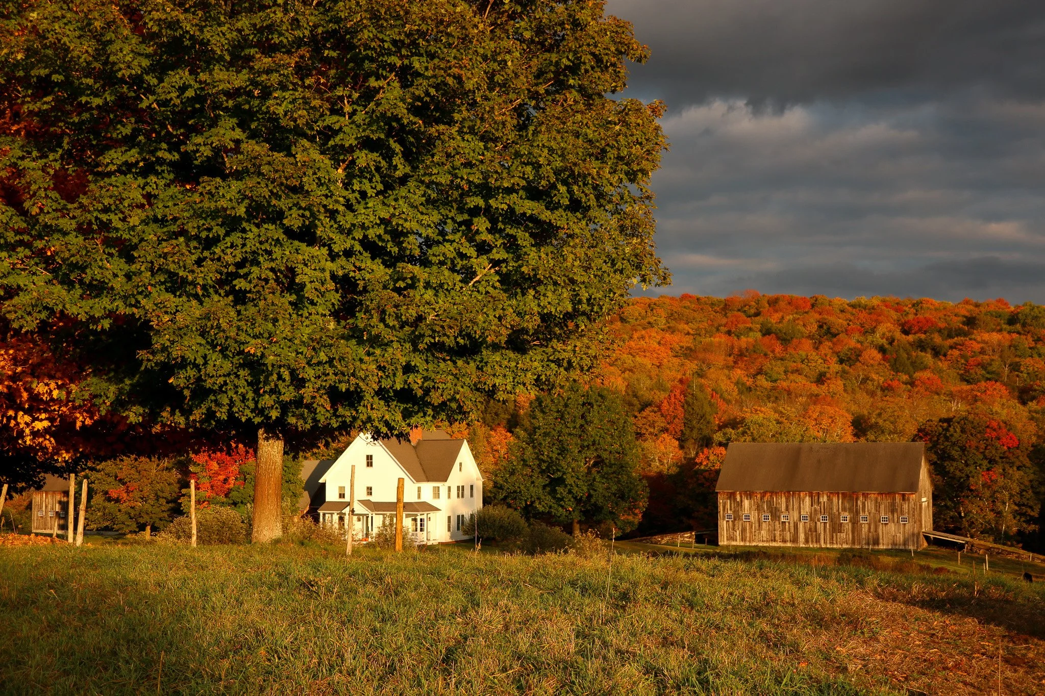 A farm scene in autumn with a large green tree, a white house, a weathered barn, and colorful trees on rolling hills under a cloudy sky.