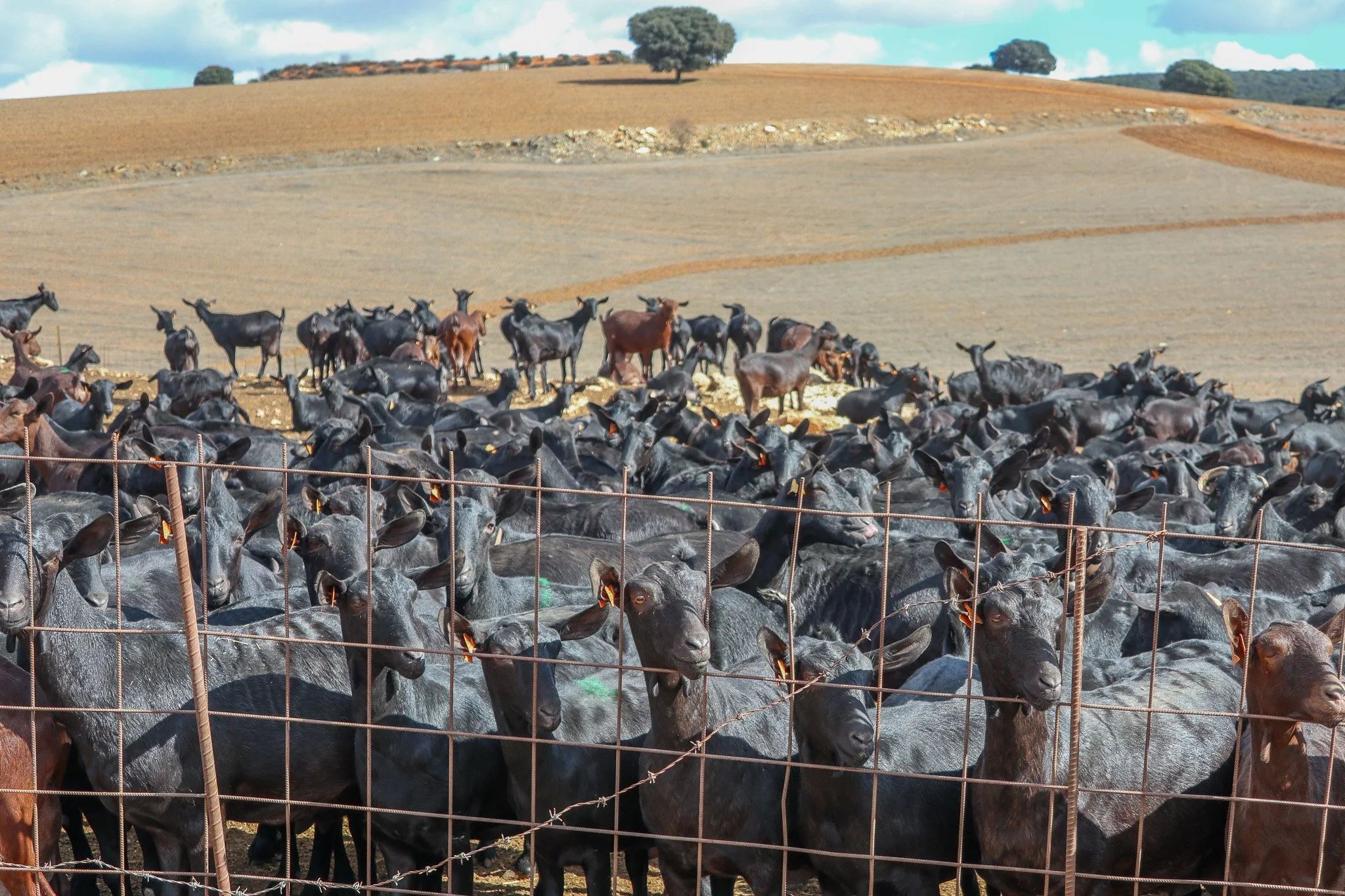 A large herd of cattle, mostly black, behind a metal fence on an open field with rolling hills and trees in the background.