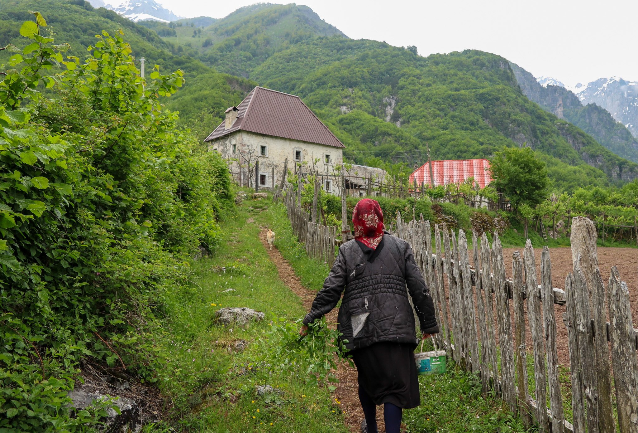 A woman walking along a dirt path in a rural area surrounded by lush green foliage and mountains, carrying a bucket and dressed in a black quilted jacket with a red headscarf.