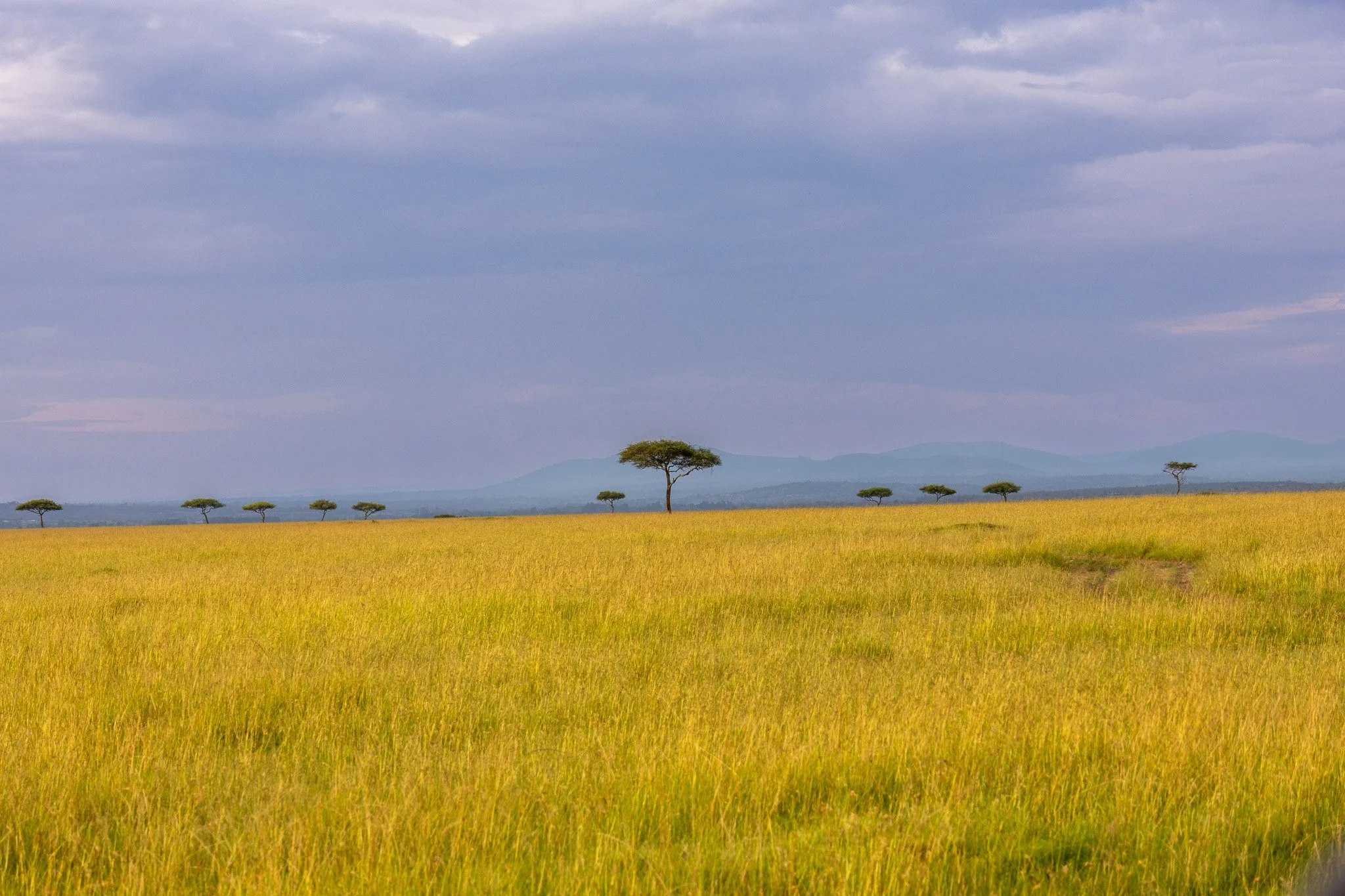 A vast grassy plain with sparse trees under a cloudy sky, with mountains in the distance.