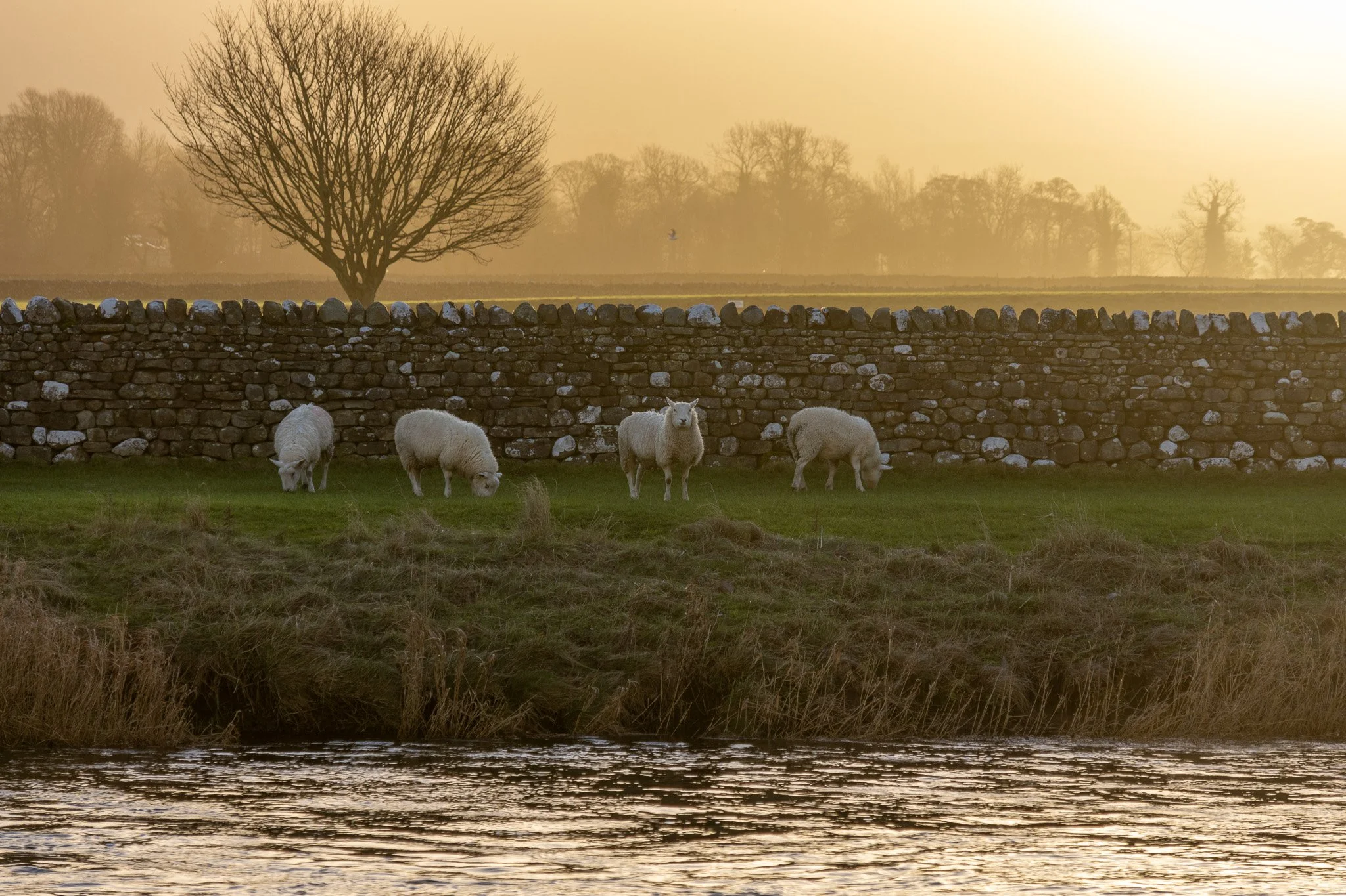 Four sheep grazing on grass near a stone wall with trees in the background during sunset.