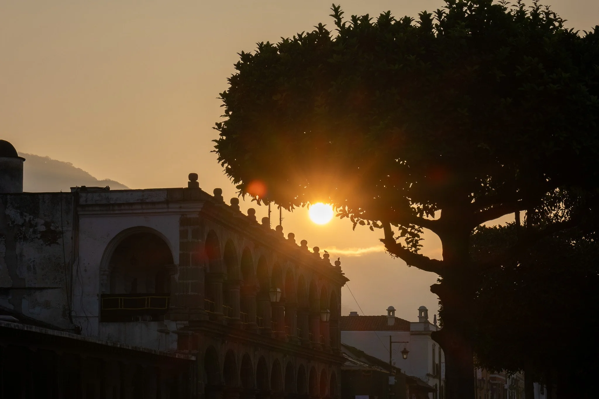 Sunset behind a large tree and colonial-style buildings with arched windows and decorative balustrades.