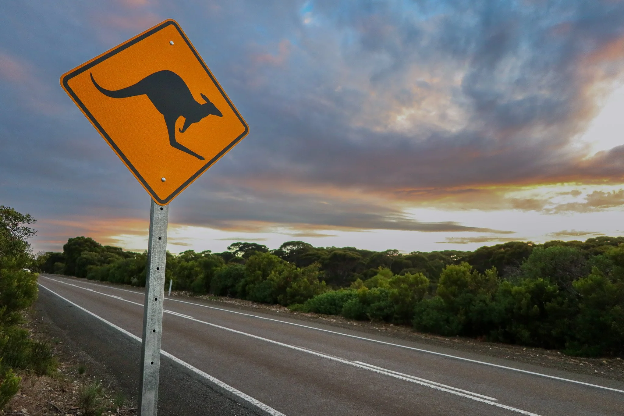 A kangaroo crossing warning sign on a deserted road during sunset, with cloudy sky and green shrubbery on either side.