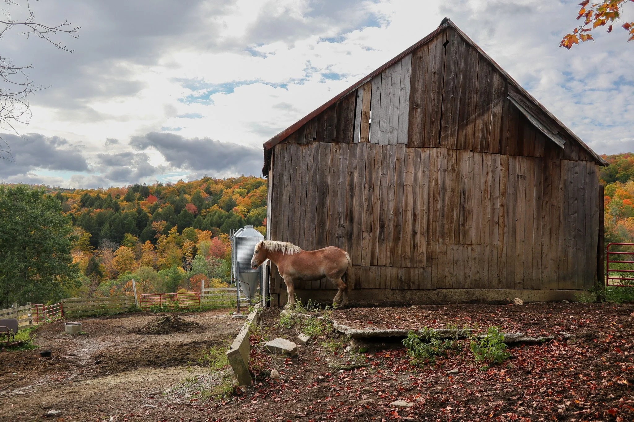 A brown horse standing outside a weathered wooden barn with a backdrop of autumn trees and a cloudy sky.