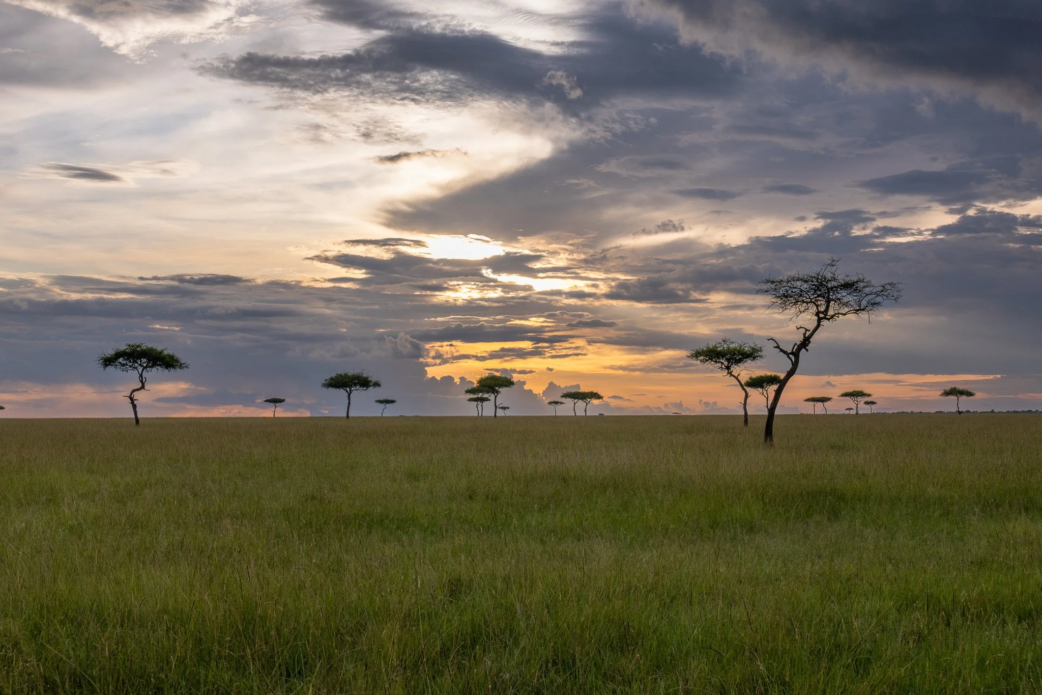A vast African savanna at sunset with sparse, twisted trees and a cloudy sky.