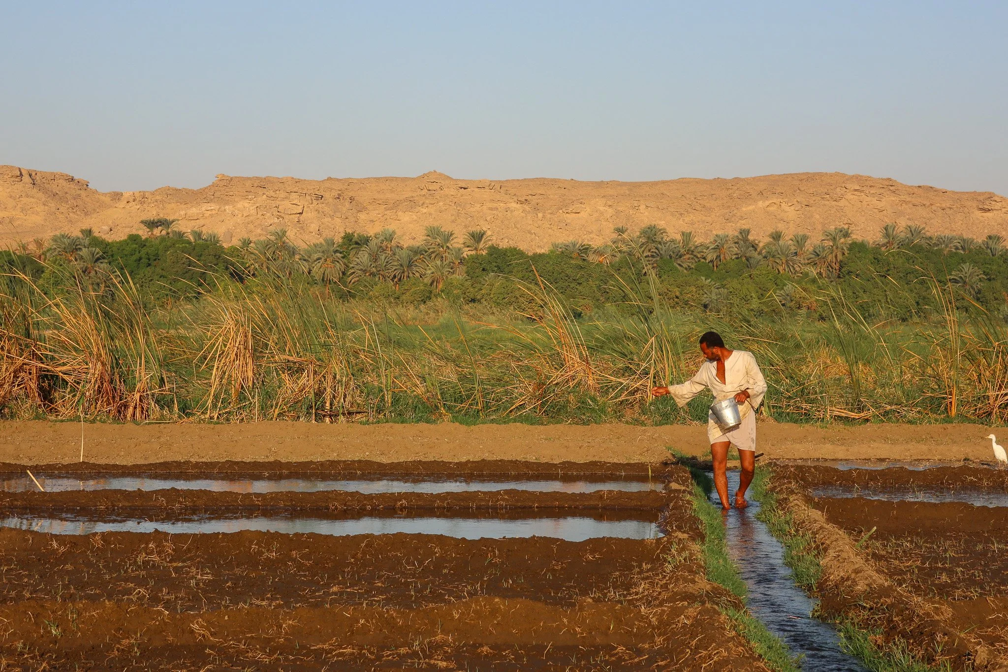 A person watering crops in a field with a mountain and palm trees in the background during sunset.