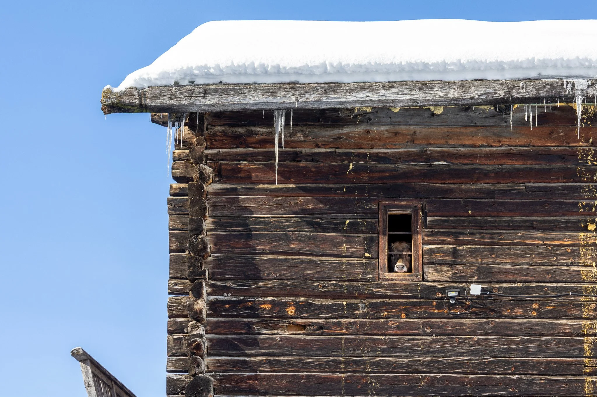 A weathered wooden barn with snow on the roof, icicles hanging from the edge, and a small animal, possibly a cow or horse, looking out from a window.