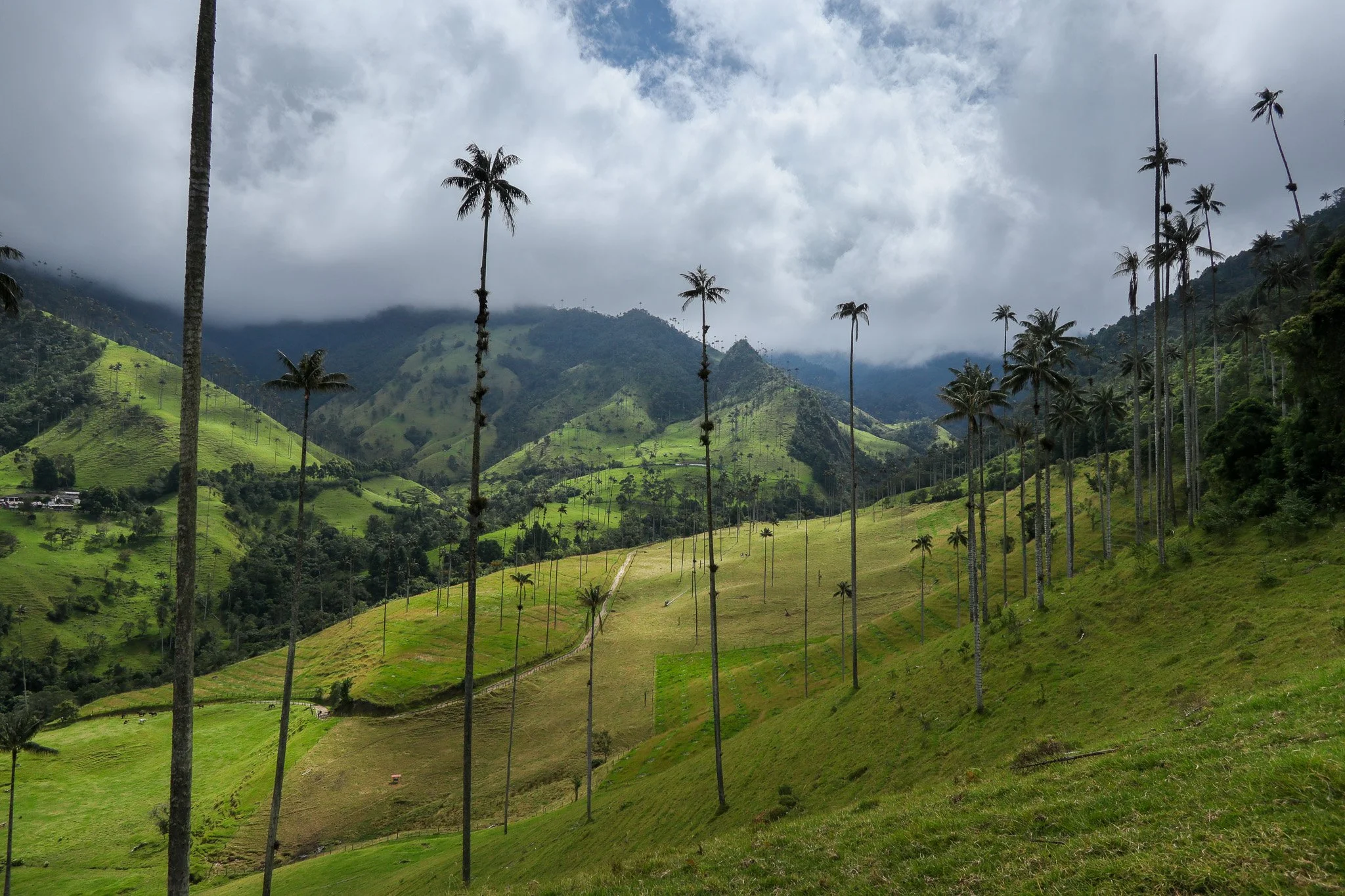 Lush green hillside with tall, slender palm trees, mountains in the background partially covered by clouds, and a cloudy sky overhead.