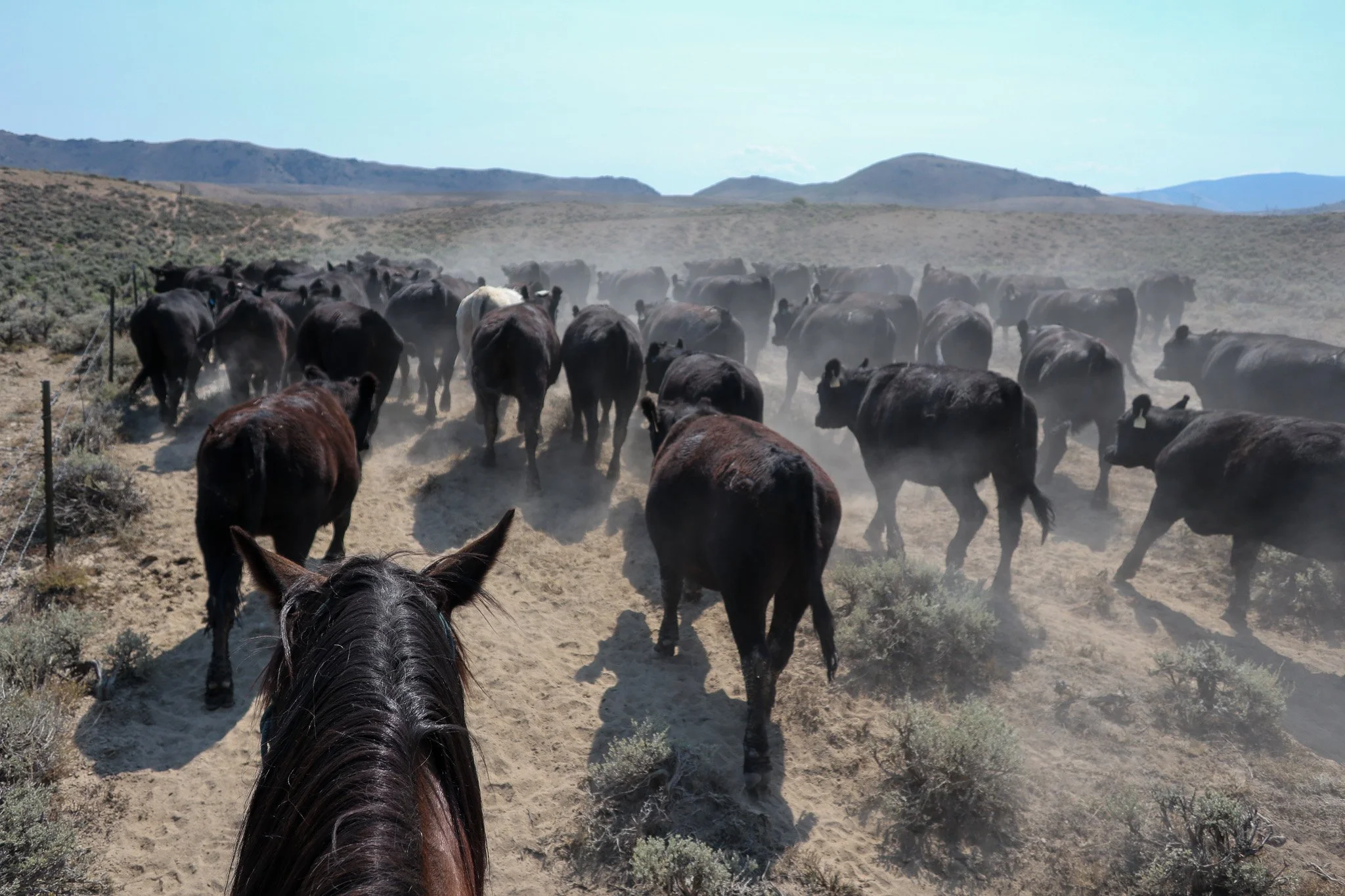 A herd of cattle being herded on a dusty trail in a desert-like landscape seen from the perspective of a rider on horseback.