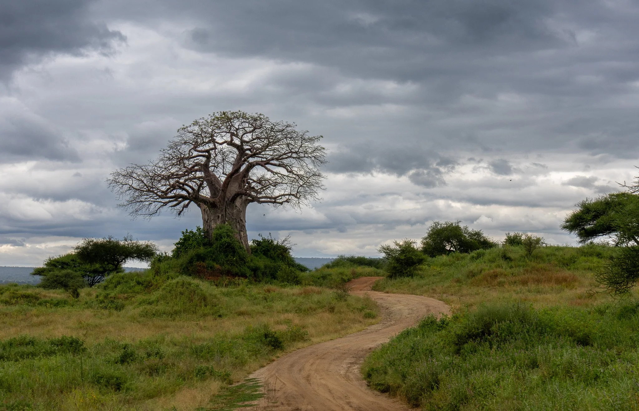 A dirt road winding through green grassy terrain with scattered small trees, leading to a large, leafless baobab tree under a cloudy sky.