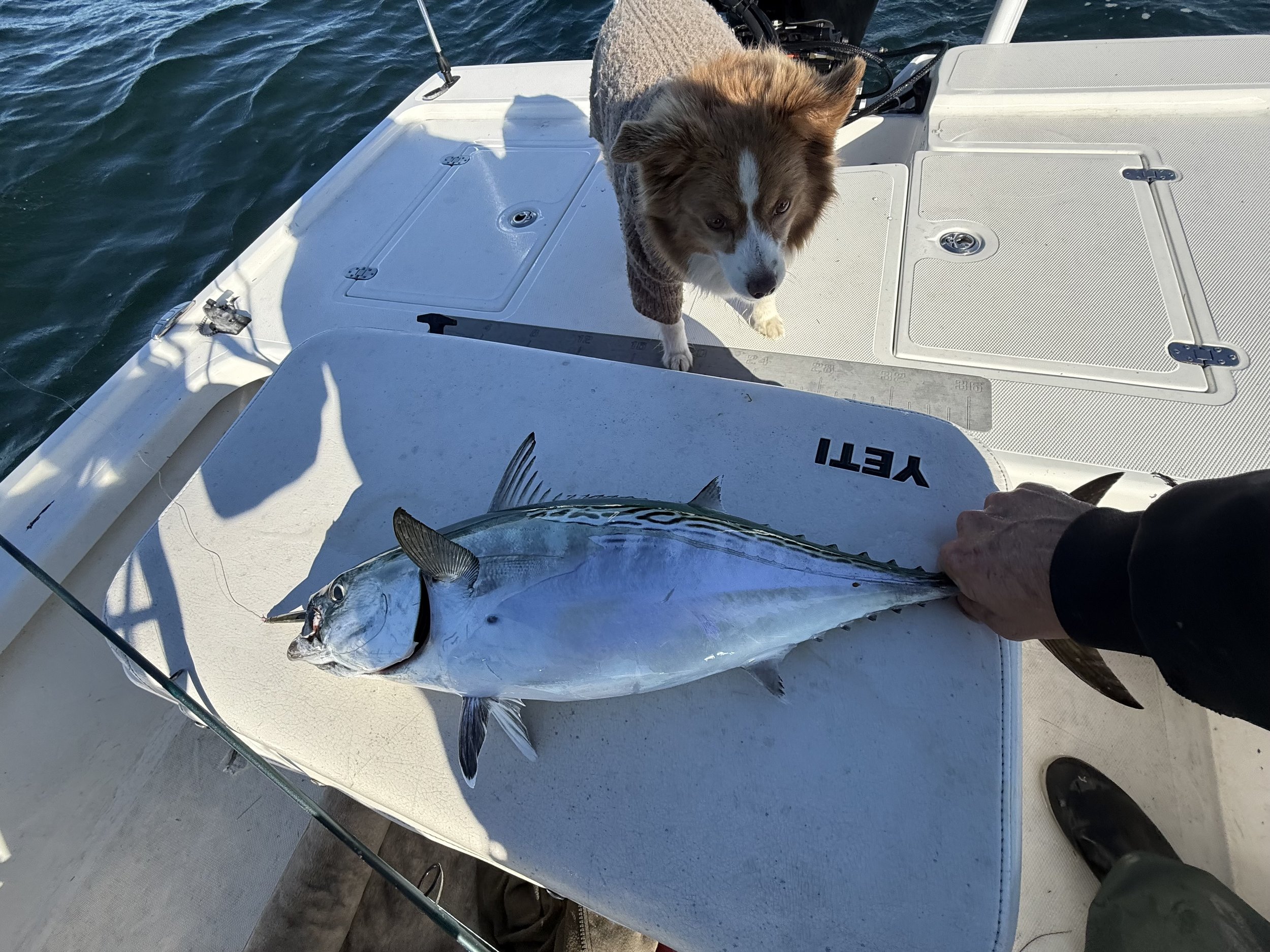 IMG_0292 (1).jpeg