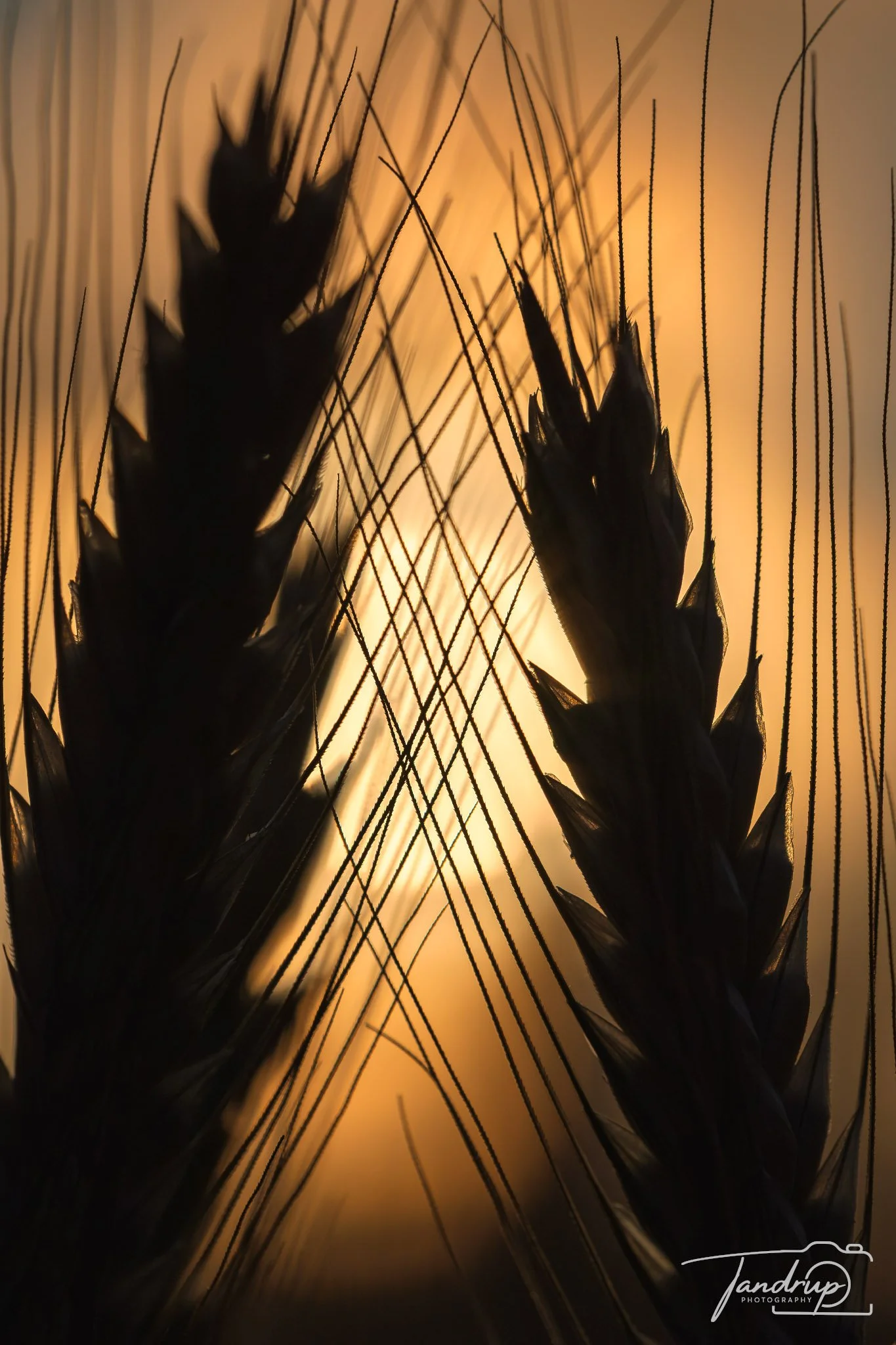 _DSF9029_Flickr  500px_1365x2048_H_100_gainMap.jpg