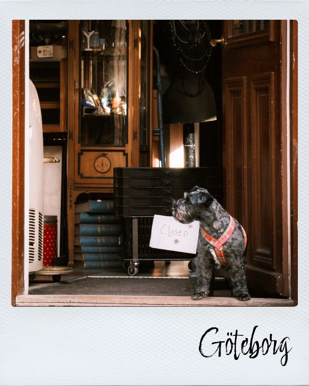 Hund i en butik i Haga Göteborg.jpeg