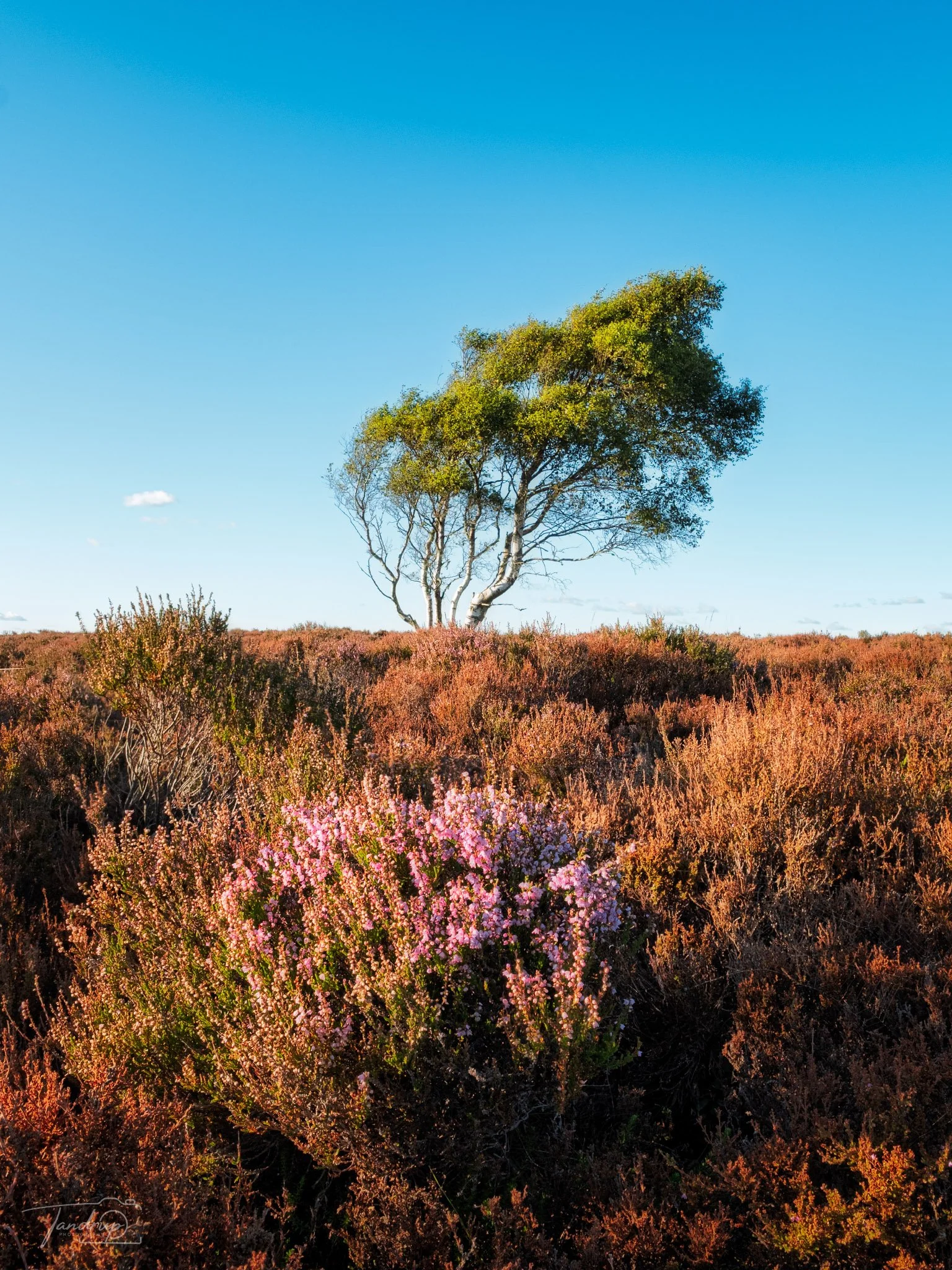 _DSF2319_Flickr  500px_1536x2048_H_100.jpg