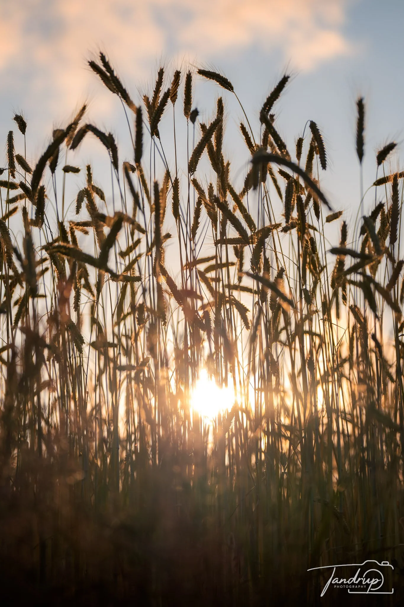 _DSF8928_Flickr  500px_1365x2048_H_100_gainMap.jpg