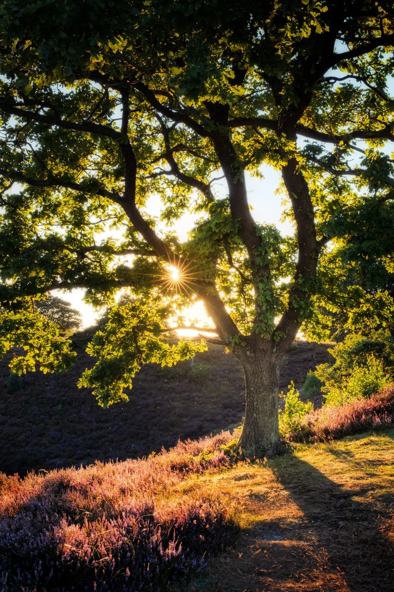 Solnedgang ved Dollerup Bakker.jpg