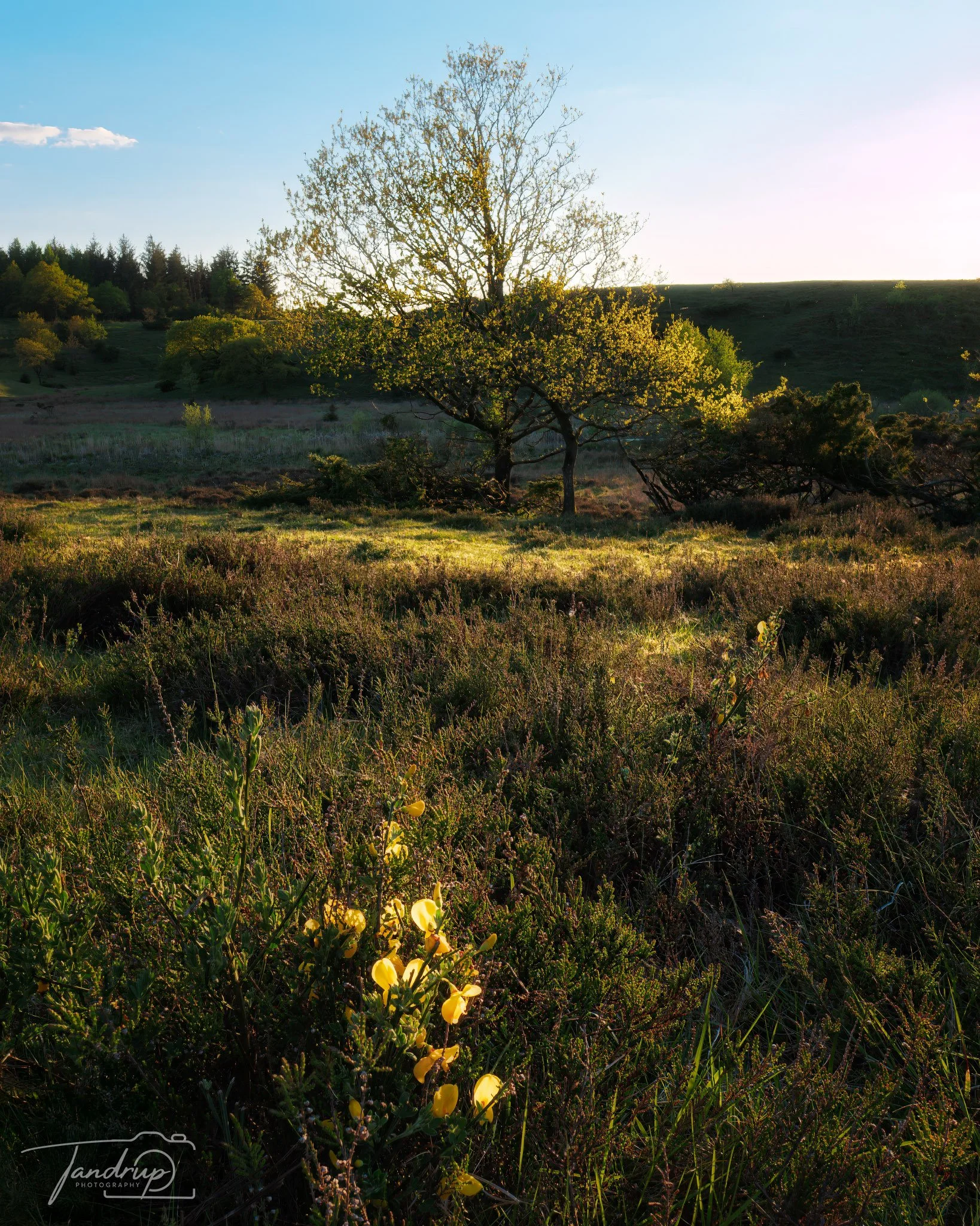 _DSF6222-20250512-DxO_DeepPRIME XD2s-Edit_1638x2048_H_100_Flickr  500px.jpg