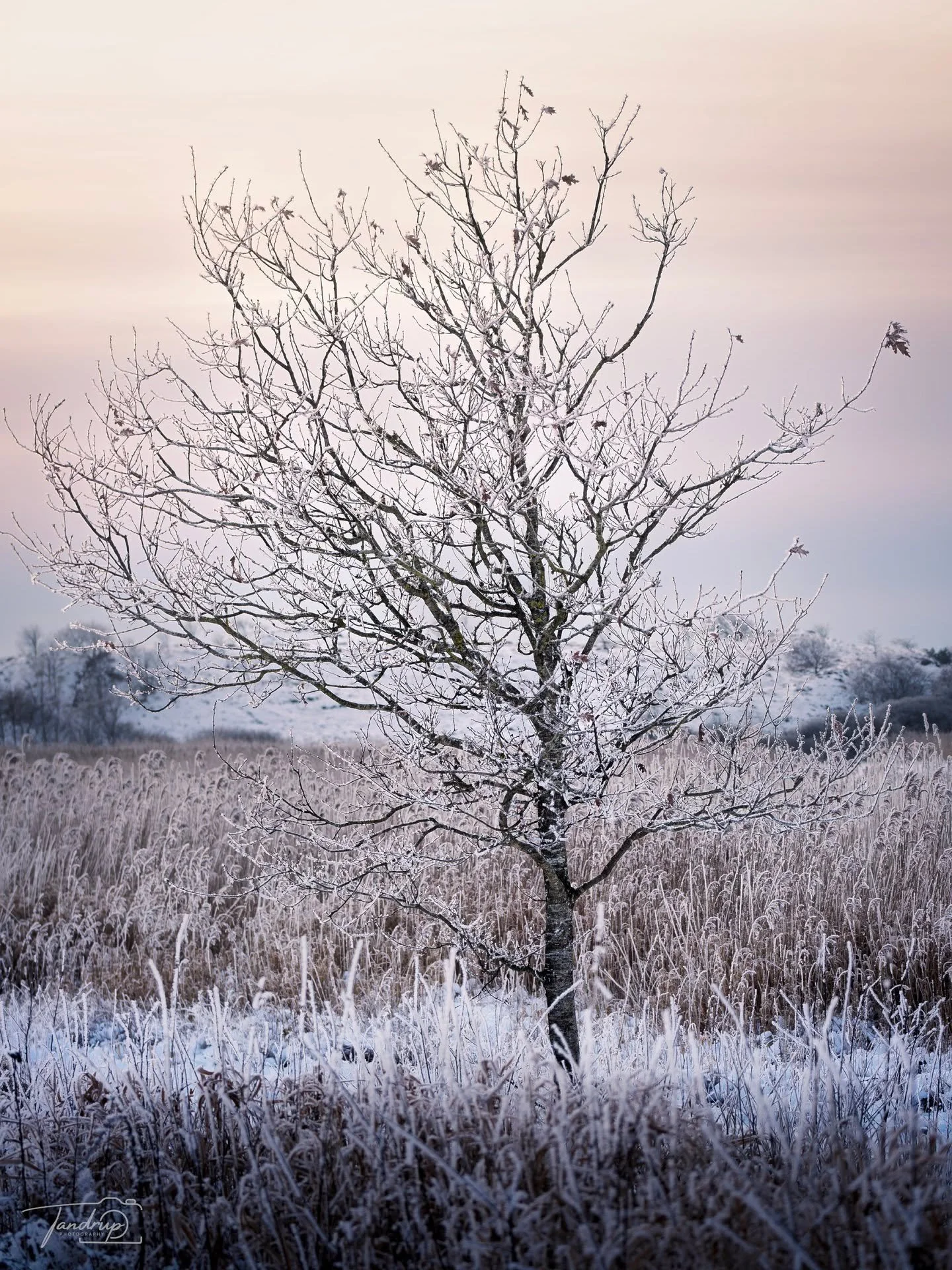 Nordisk vinter ❄️
-
-
-
#quietthechaos #tandrup_photography #danmarksnatur #wintermood #flyndersoe #naturelovers #determedihuslejen #earthfocus #dansklandskab #treesofinstagram #micheltandrup #outdoorphotography #skivekommune #frostymorning #natureph