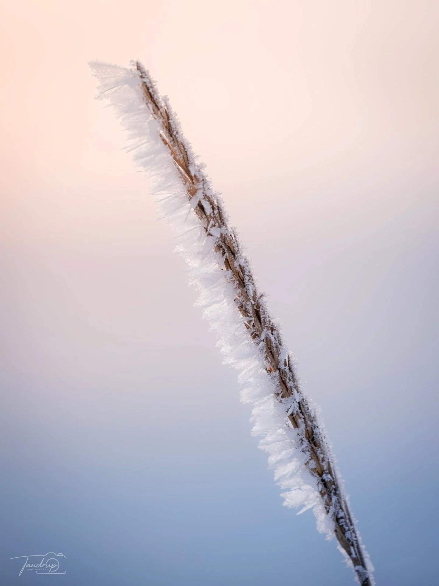 Frost 🥶
-
-
-
#frostyafternoon #tandrup_photography #wintermood #flynders&oslash; #voresskive #coldday #naturephotography #macro_perfection #danmarksnatur #skivekommune #minimalmood #frostydetails #nordicnature #frost #winterdetails #total_denmark #