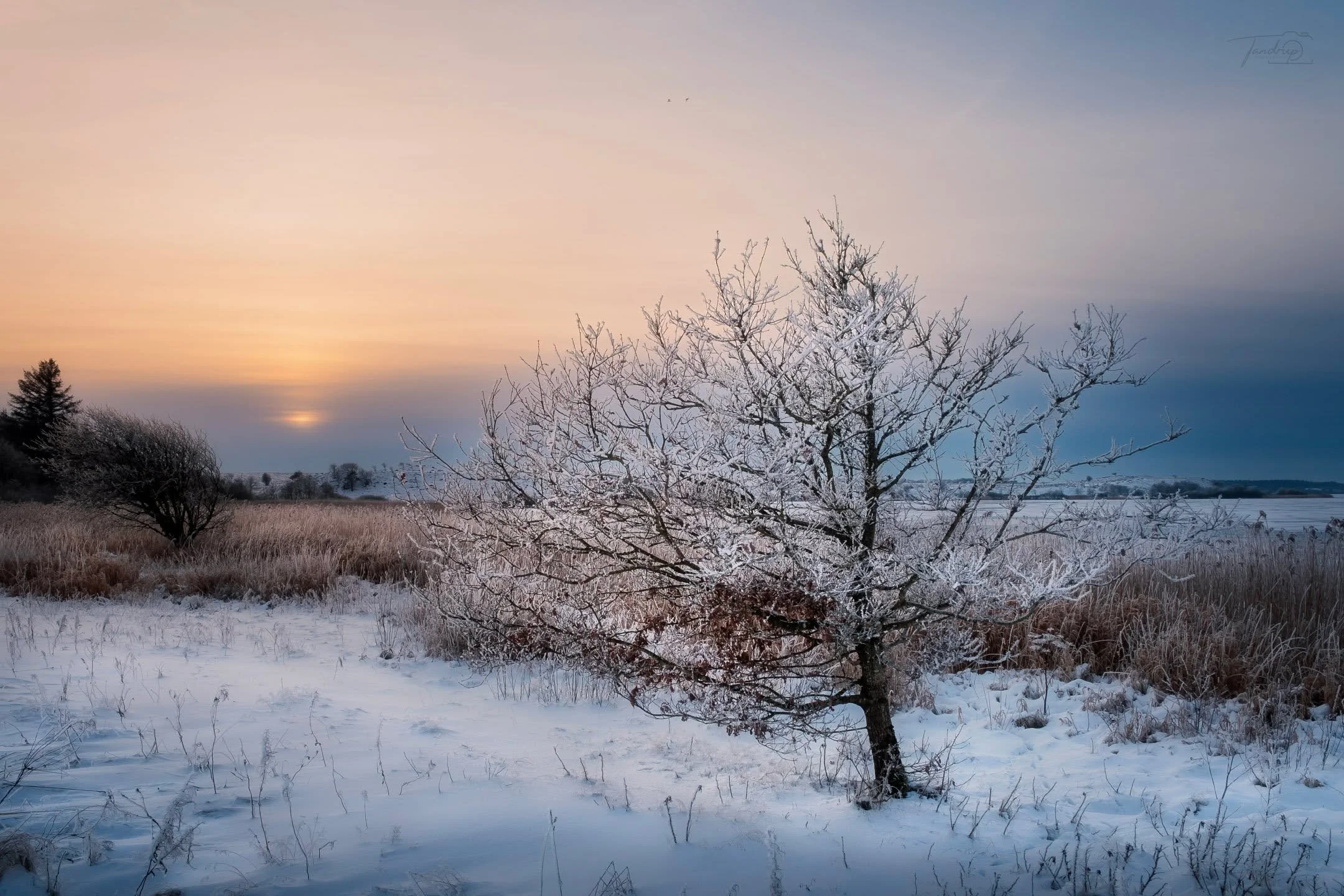 Vinter 🥶
-
-
-
#winterscene #tandrup_photography #skivekommune #naturephotography #frostytrees #total_denmark #micheltandrup #landscapephotography #voresskive #nordiclight #vinteridanmark #flynders&oslash; #danmarksnatur #igersdenmark #midtjylland #