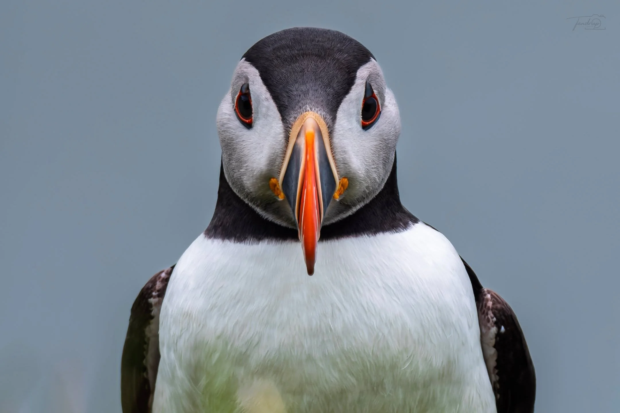 On June 2nd, a dream came true. 🐦
Half an hour by speedboat from S&oslash;rv&aacute;gur, a small group of 17&ndash;18 people, and then &ndash; Mykines.
Our guide was honest from the start: "No guarantees &ndash; they come and go as they please.