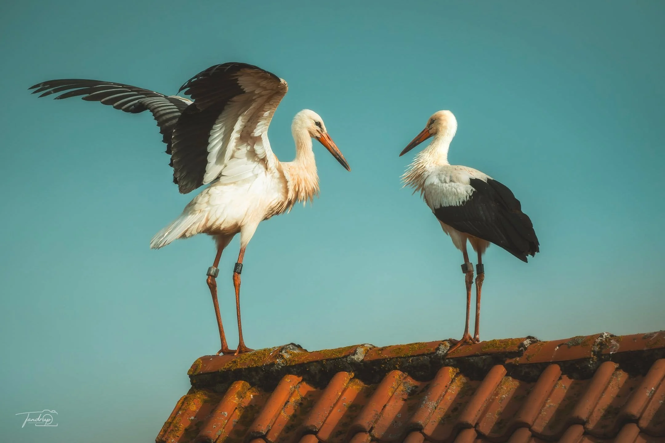 Storke i den danske sommer 🐦
-
-
-
#stork #danmark #hvidstork #sommer2026 #naturfotografi