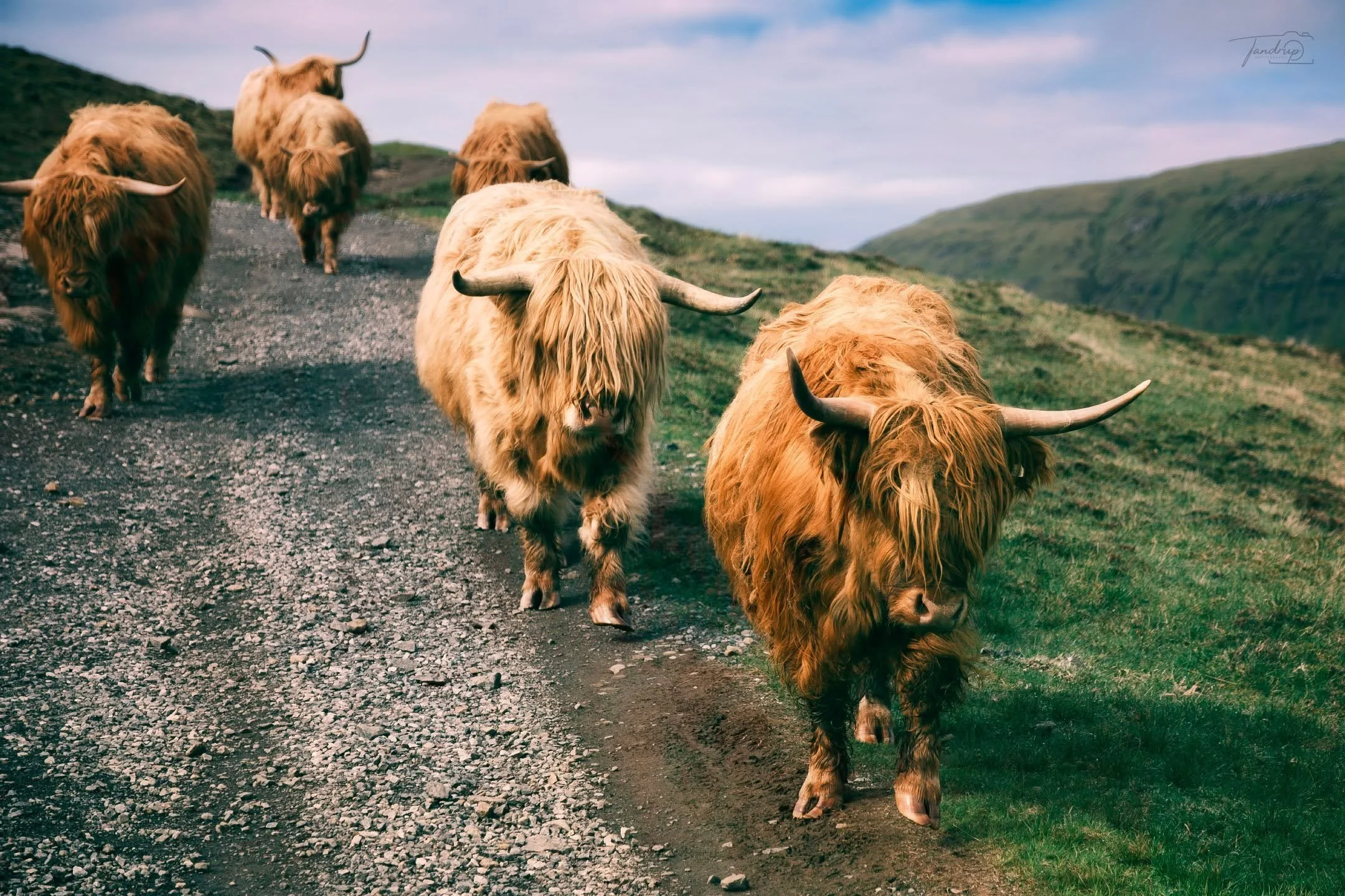 Highland cattle making their way down the gravel path at Tr&aelig;lan&iacute;pa, wind in their coats &mdash; and incredibly photogenic.

#Tr&aelig;lan&iacute;pa #FaroeIslands #HighlandCattle #Faroe #Vestmanna