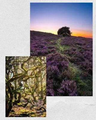 Nu bliver skovene snart orange.

Her er ti billeder fra ni forskellige steder &mdash; fra skovstier rundt om i Jylland til den gamle l&oslash;vskov i Fanal p&aring; Madeira, lige inden det jyske skifter farve for alvor.

To af billederne er fra Fanal