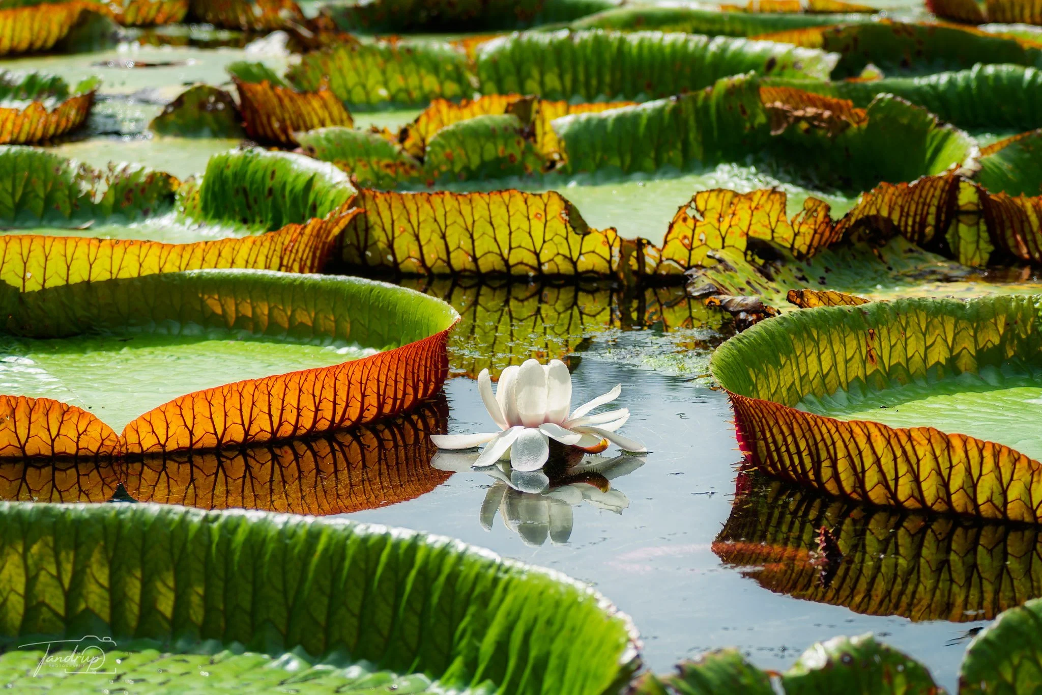 _DSF6976-20250527-DxO_DeepPRIME XD2s_2048x1365_H_100_Flickr  500px.jpg