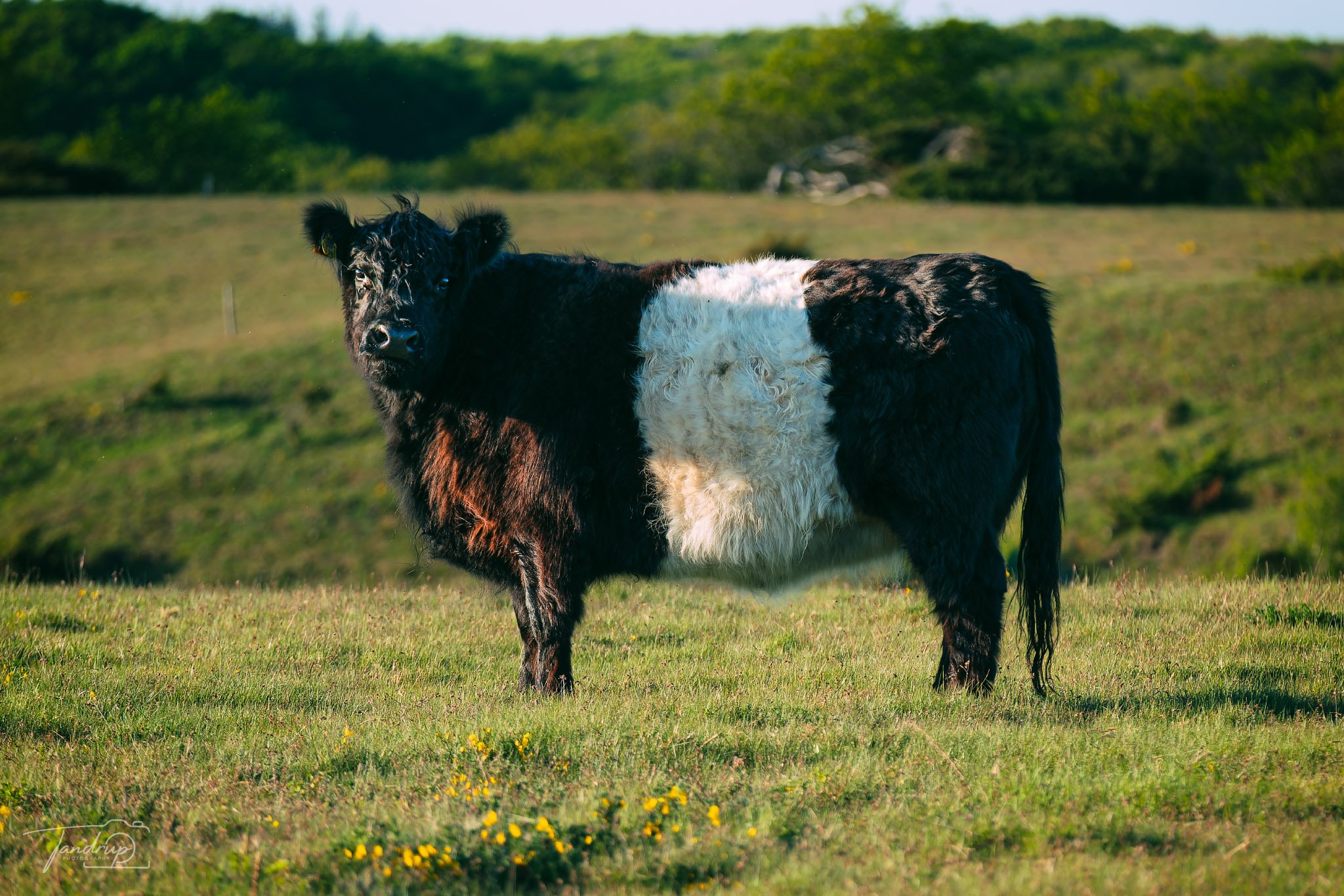 _DSF6105-20250512-DxO_DeepPRIME XD2s-1_2048x1366_H_100_Flickr  500px.jpg