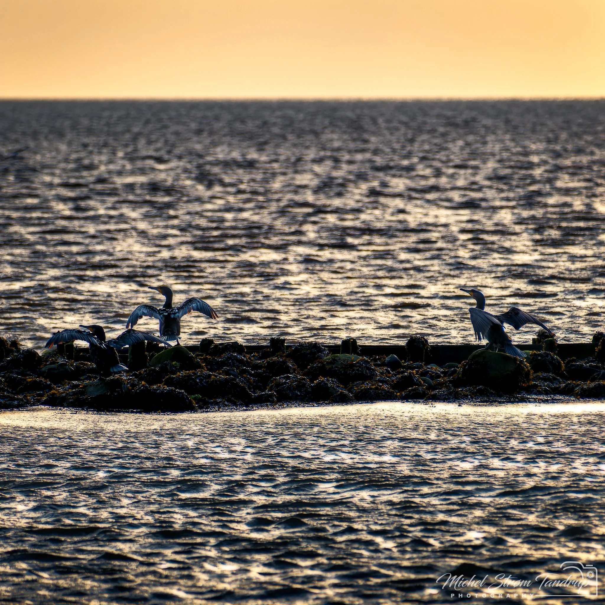 _DSF0451-RAF_DxO_DeepPRIME-Edit_2048 long edge_2048x2048_U_100.jpg