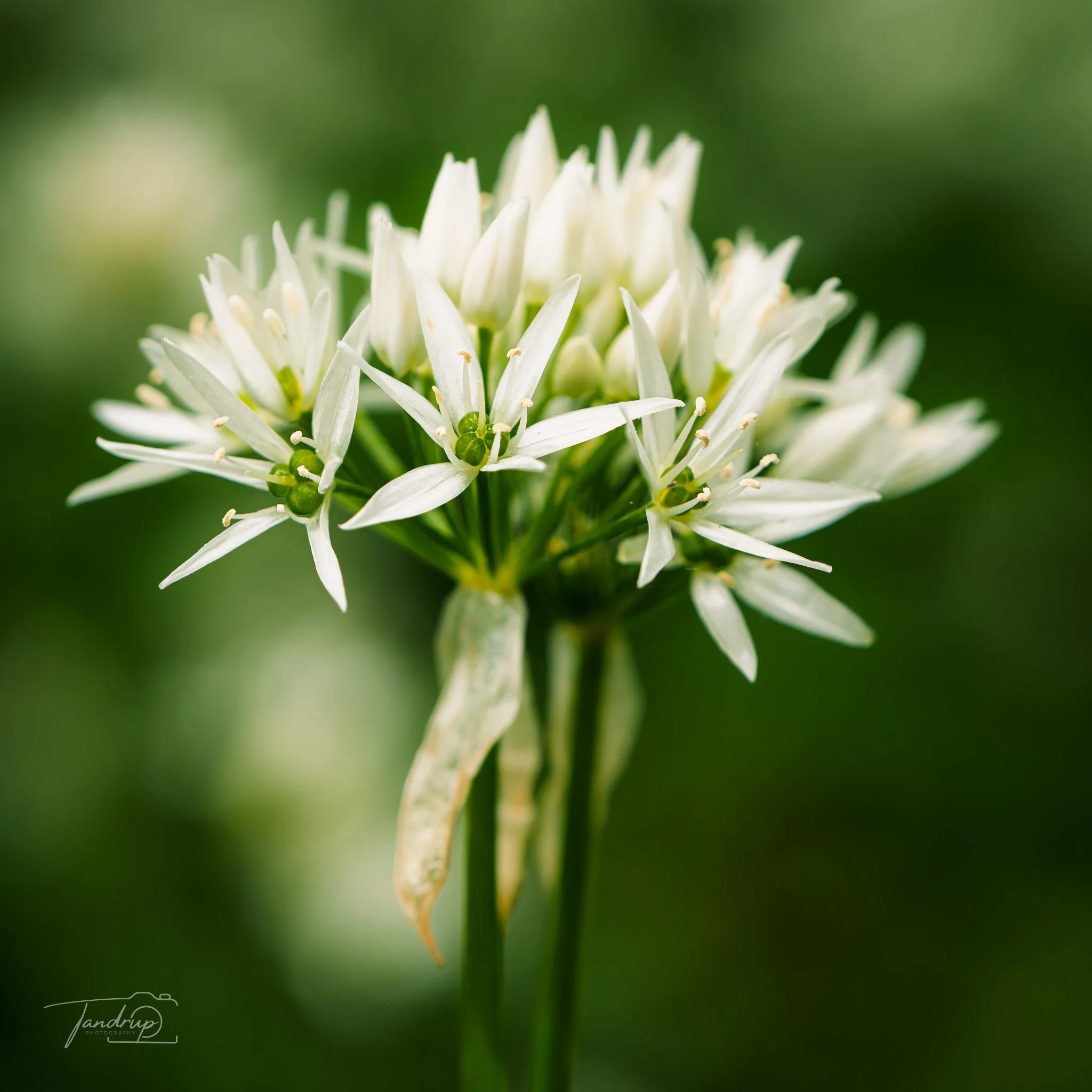 _DSF5805-20250504-DxO_DeepPRIME XD2s.jpg