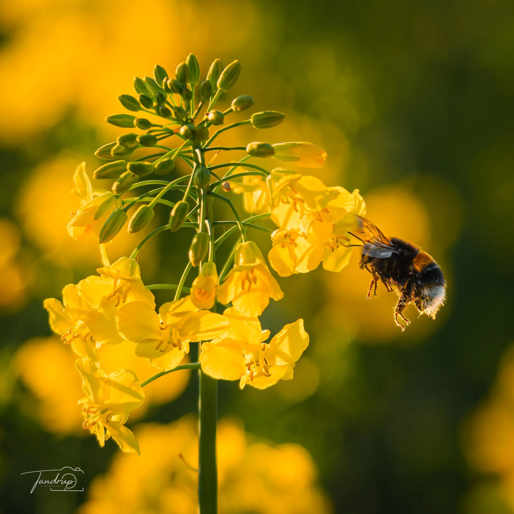 _DSF5358-20250424-DxO_DeepPRIME XD2s.jpg